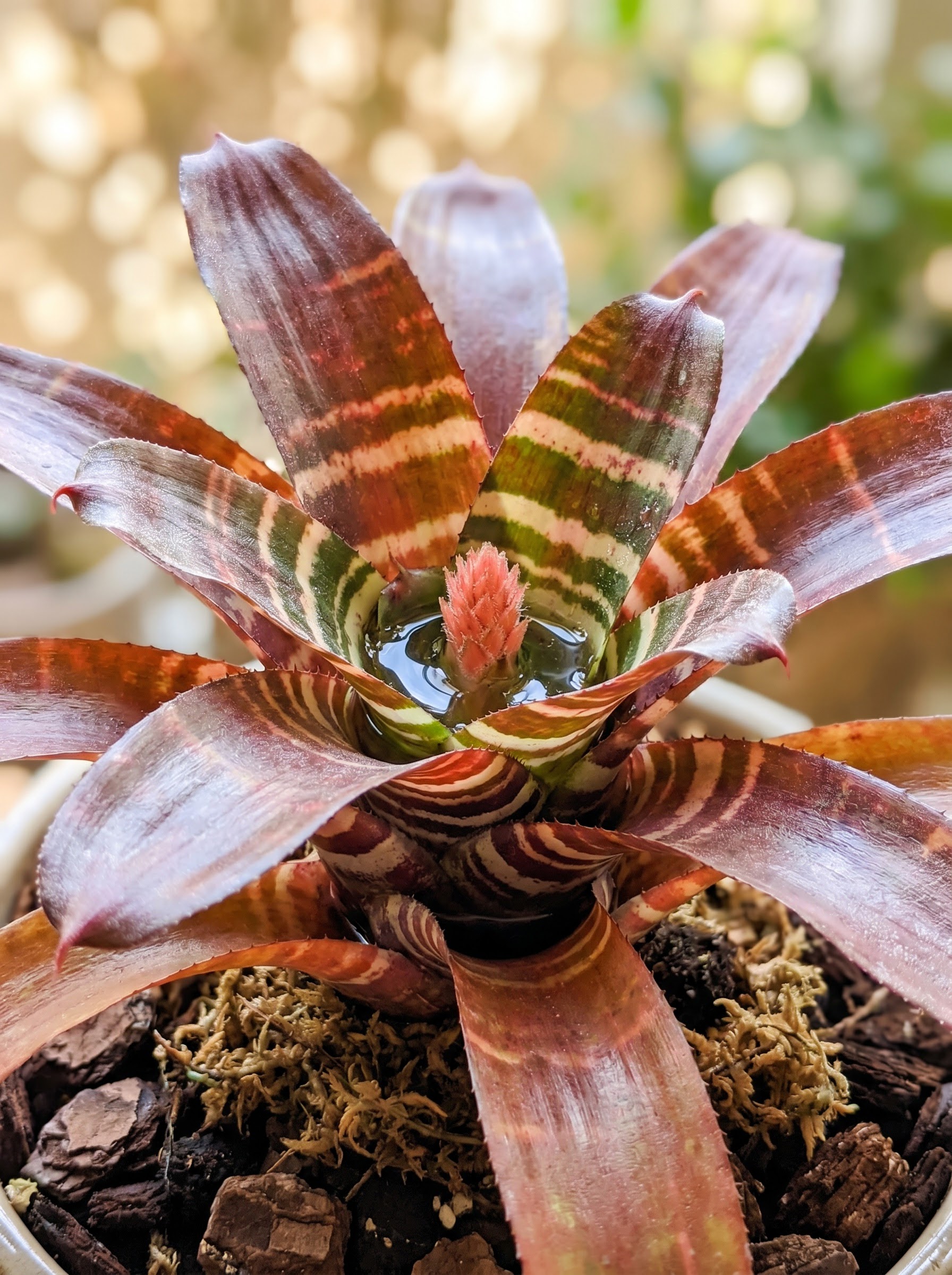 Bromeliad rosette with red-orange striped glossy leaves and a bright central flower spike.