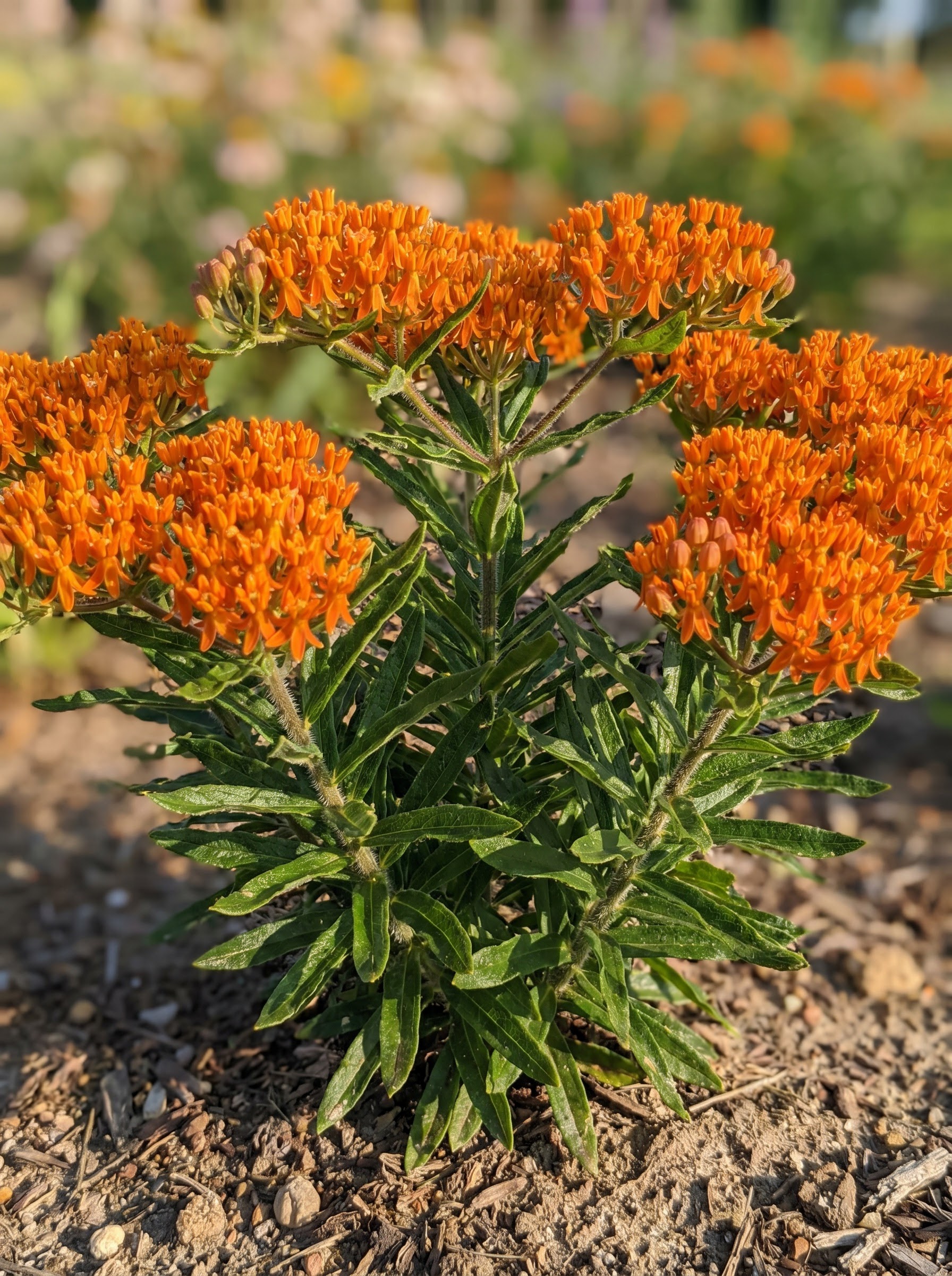 Butterfly weed with dense clusters of bright orange reflexed flowers and narrow green leaves.