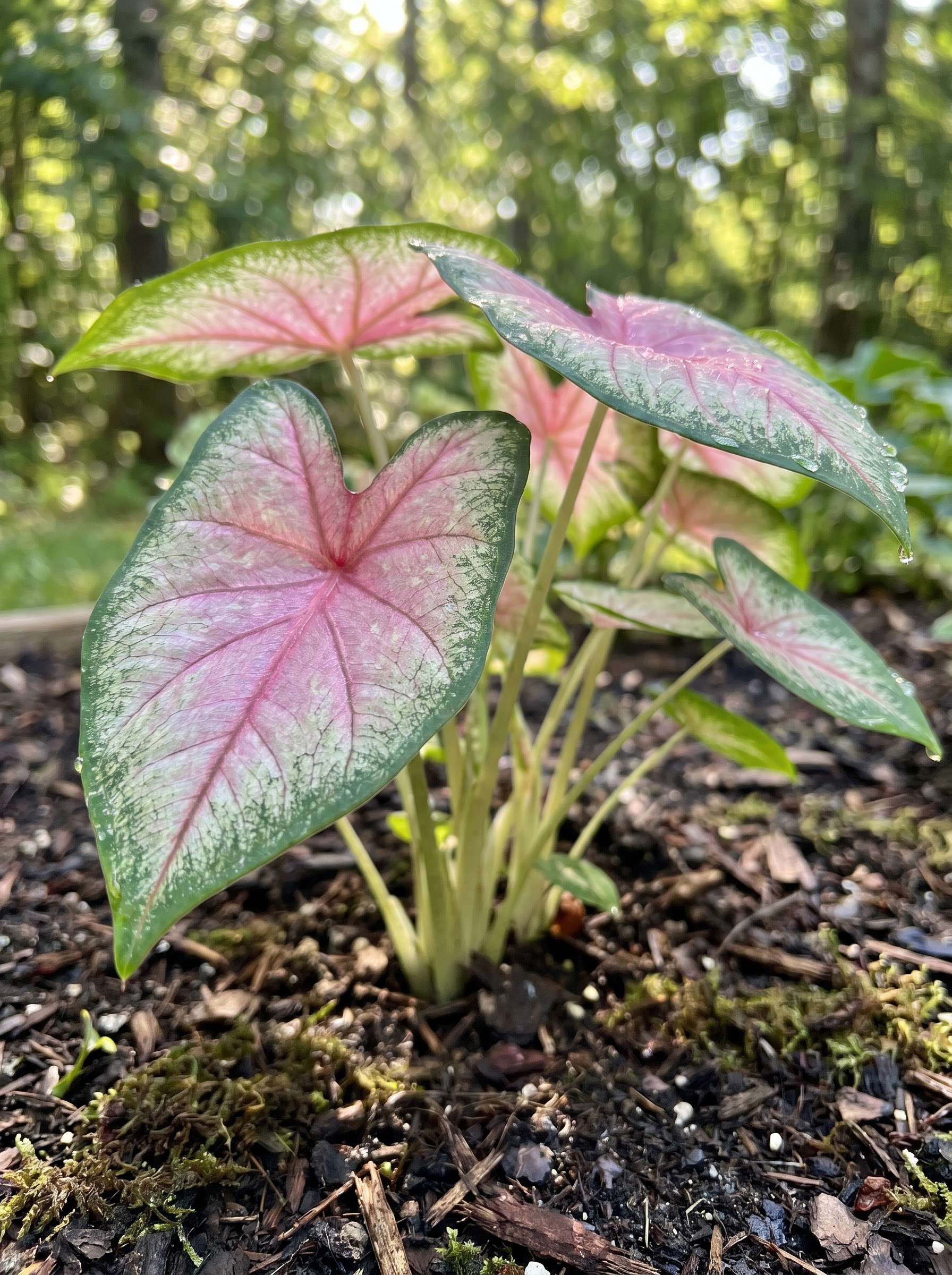 Caladium plant with large pink and green arrow-shaped patterned leaves in a shaded garden.