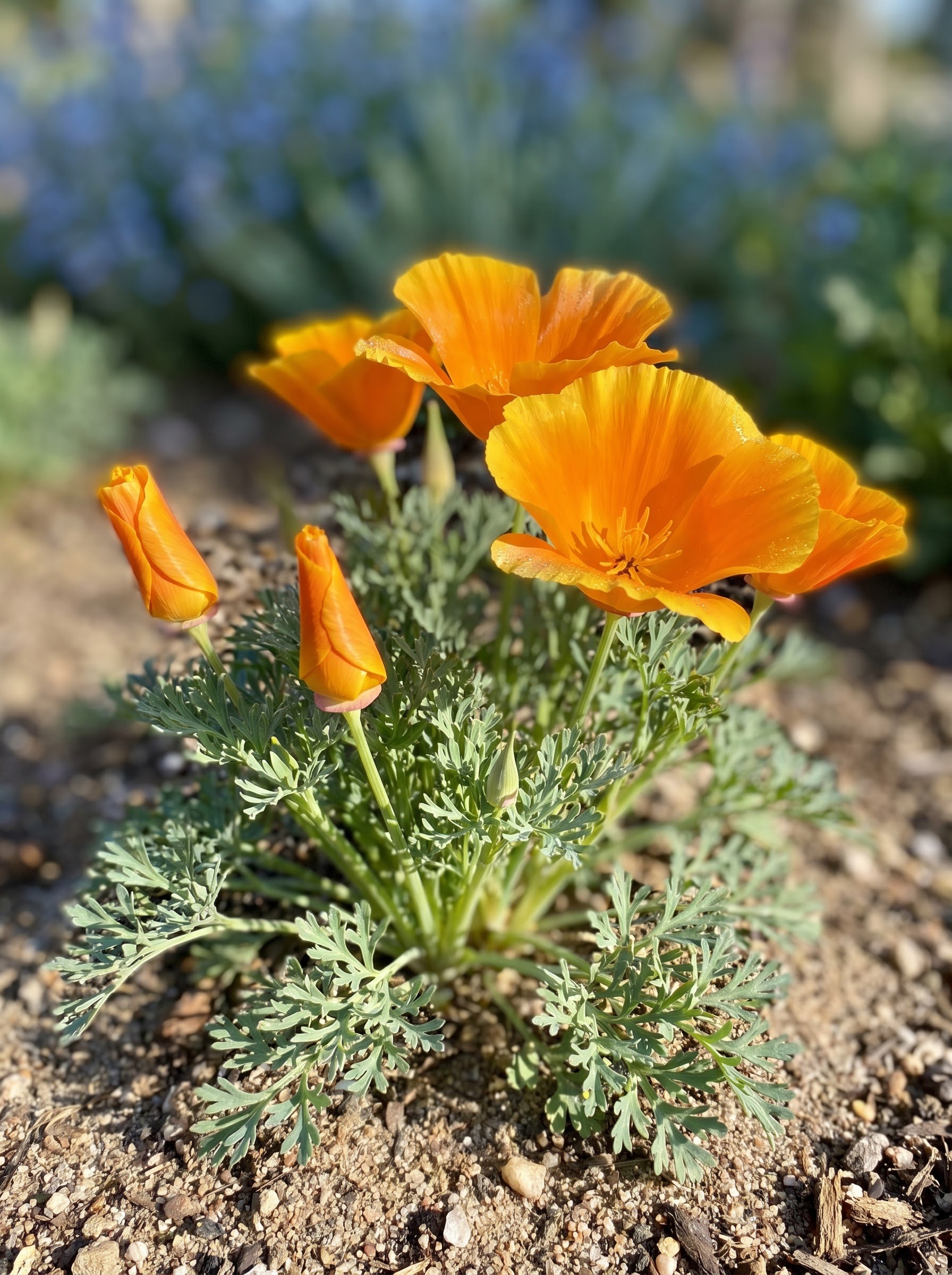 California poppy with bright orange silky cup-shaped flowers and lacy blue-green foliage.