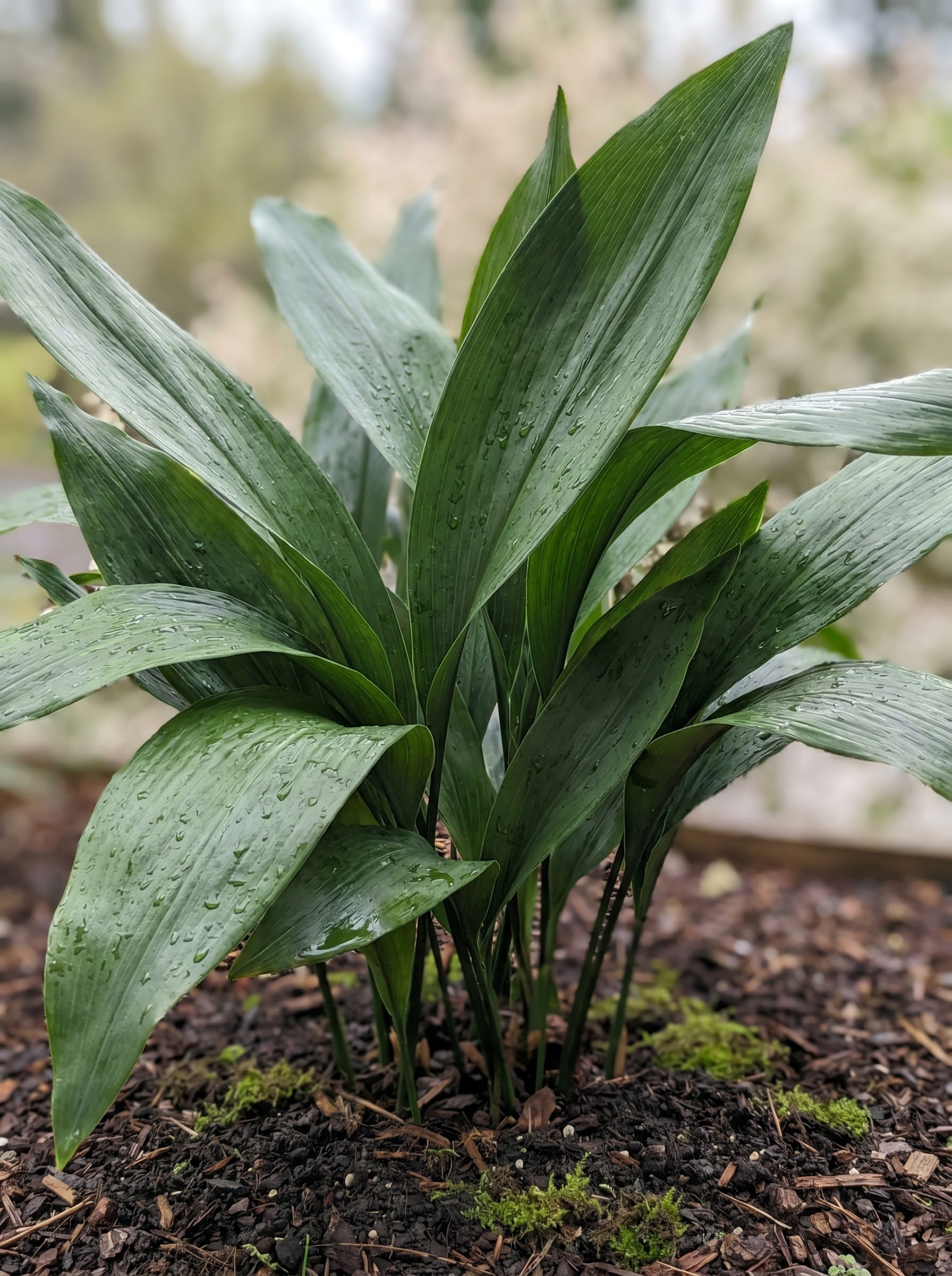 Dense clump of glossy dark green cast iron plant strap-shaped leaves with visible veining
