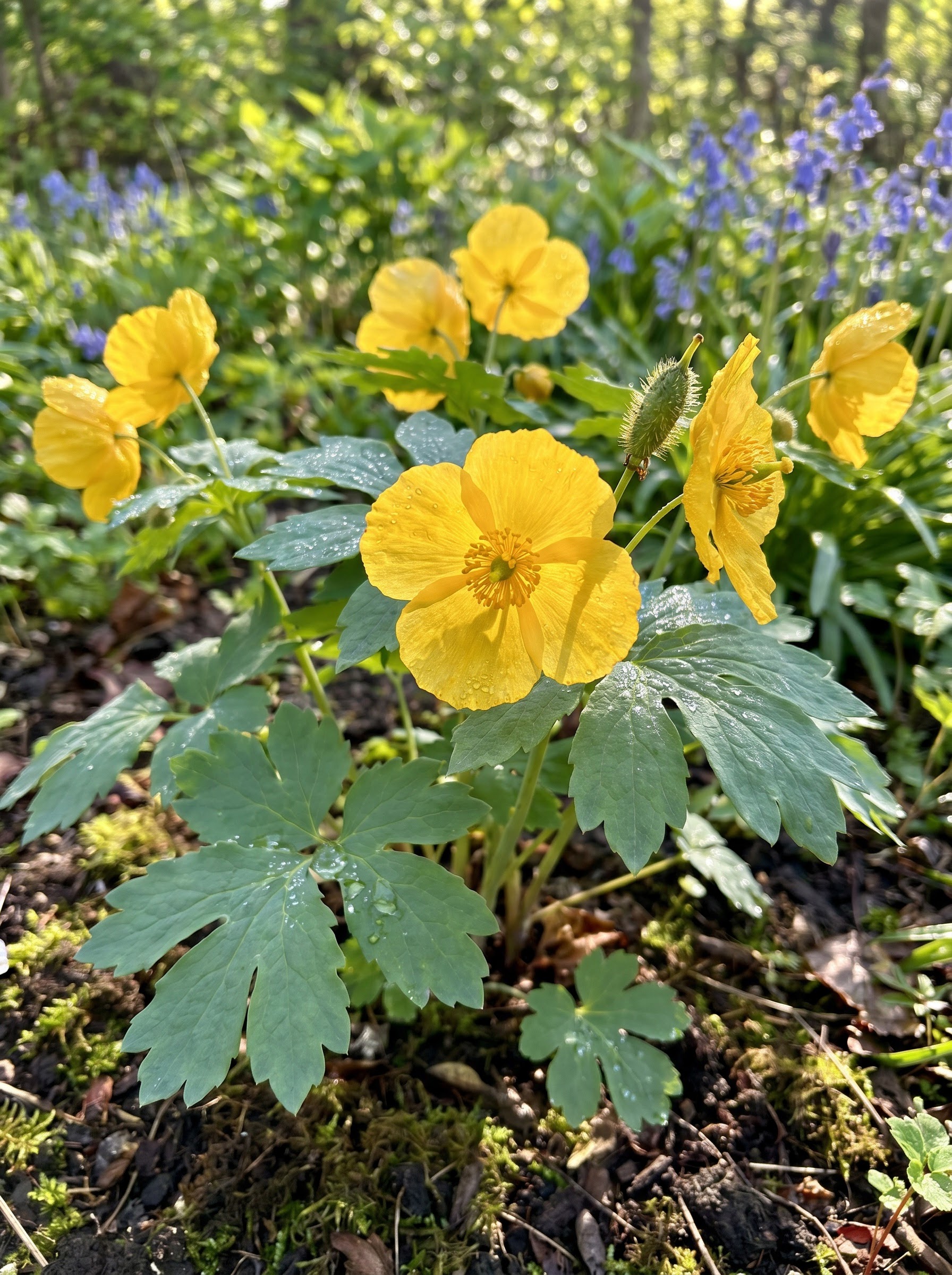 Golden four-petaled celandine poppy blooms above blue-green lobed leaves with morning dew.