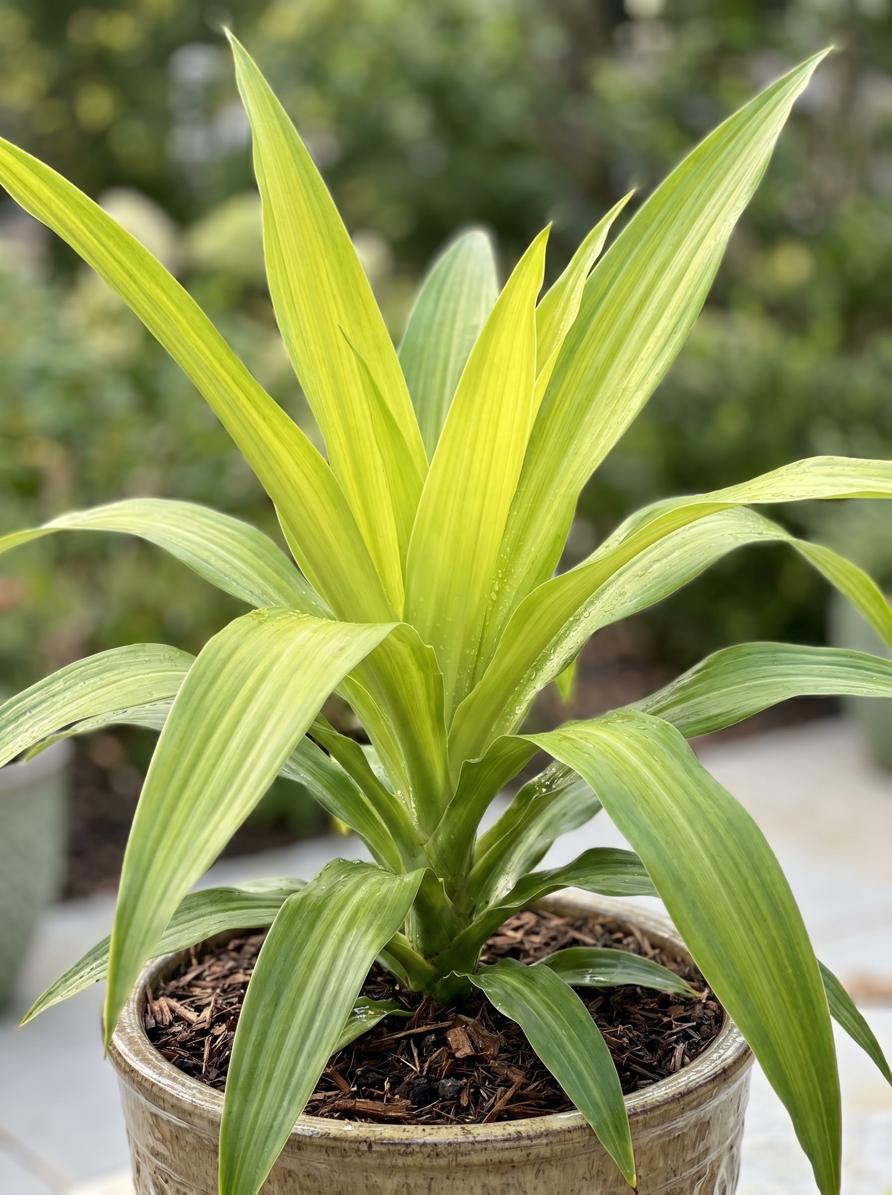 Chartreuse and green striped dracaena spike plant with strappy arching leaves in a container