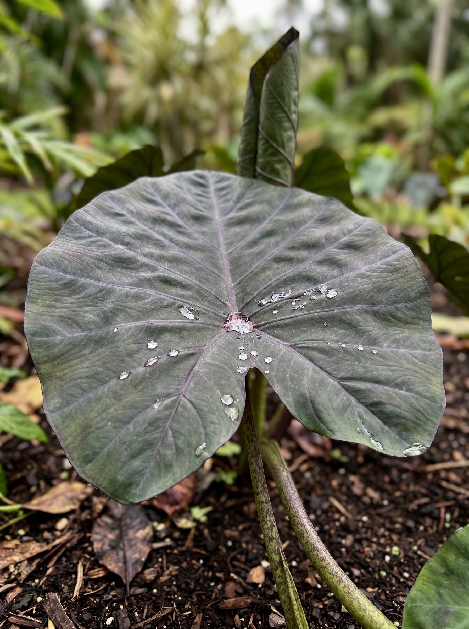 Elephant ear plant with a huge dark green heart-shaped leaf covered in dew droplets.