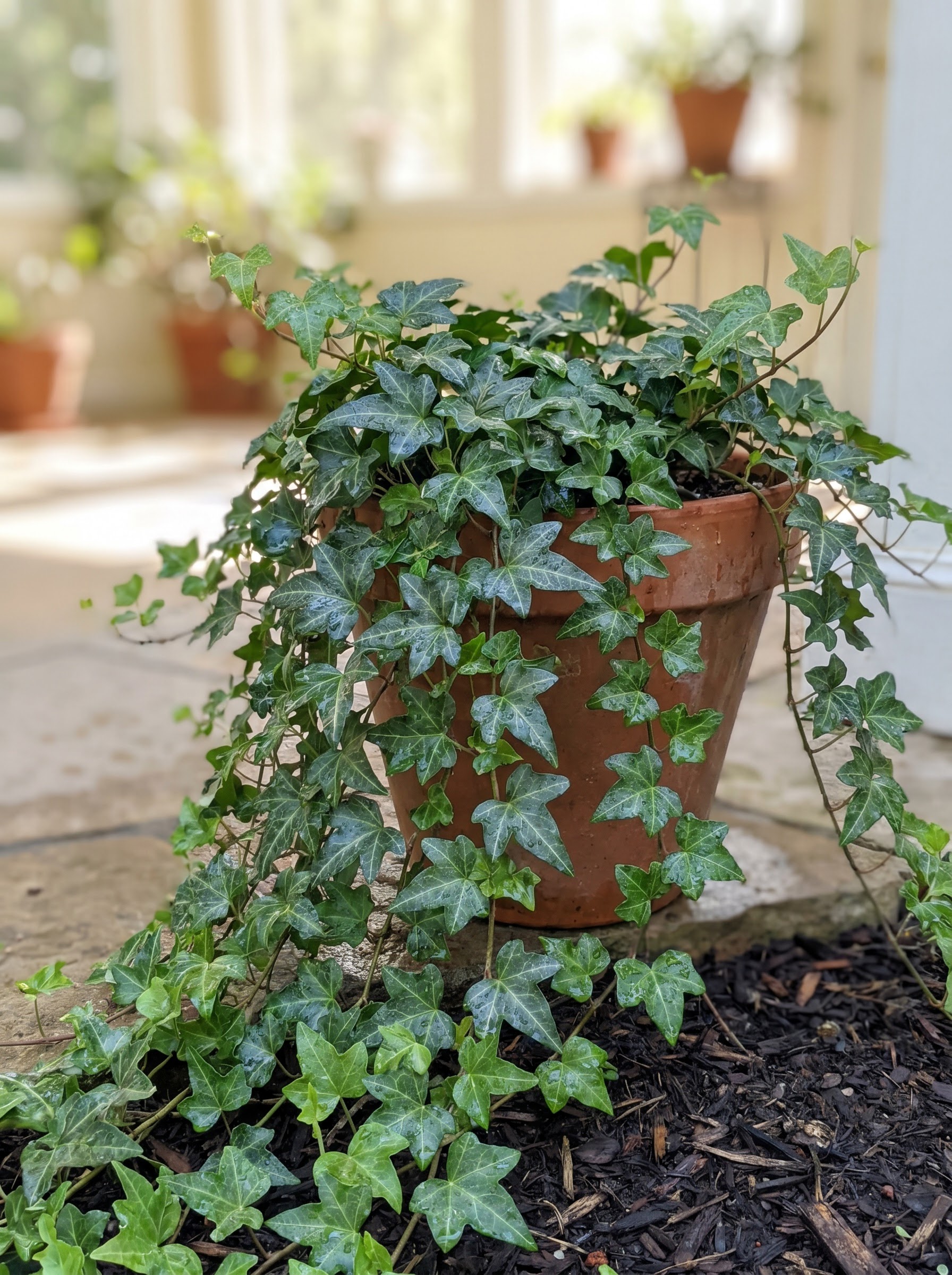 Glossy trailing English ivy vine with lobed green leaves cascading from a terracotta container