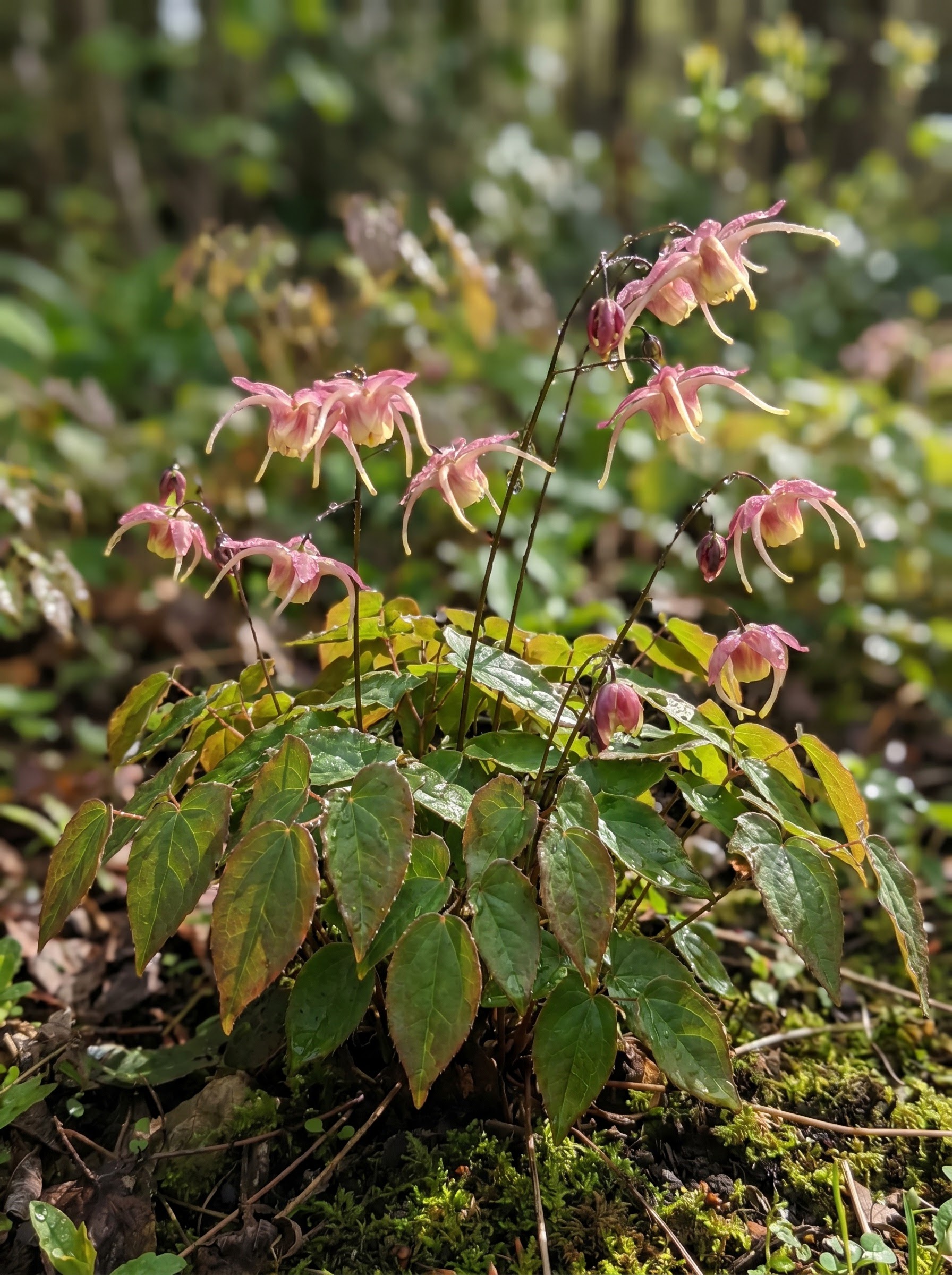 Epimedium flowers with delicate spurred pink petals above bronze-green heart-shaped leaves