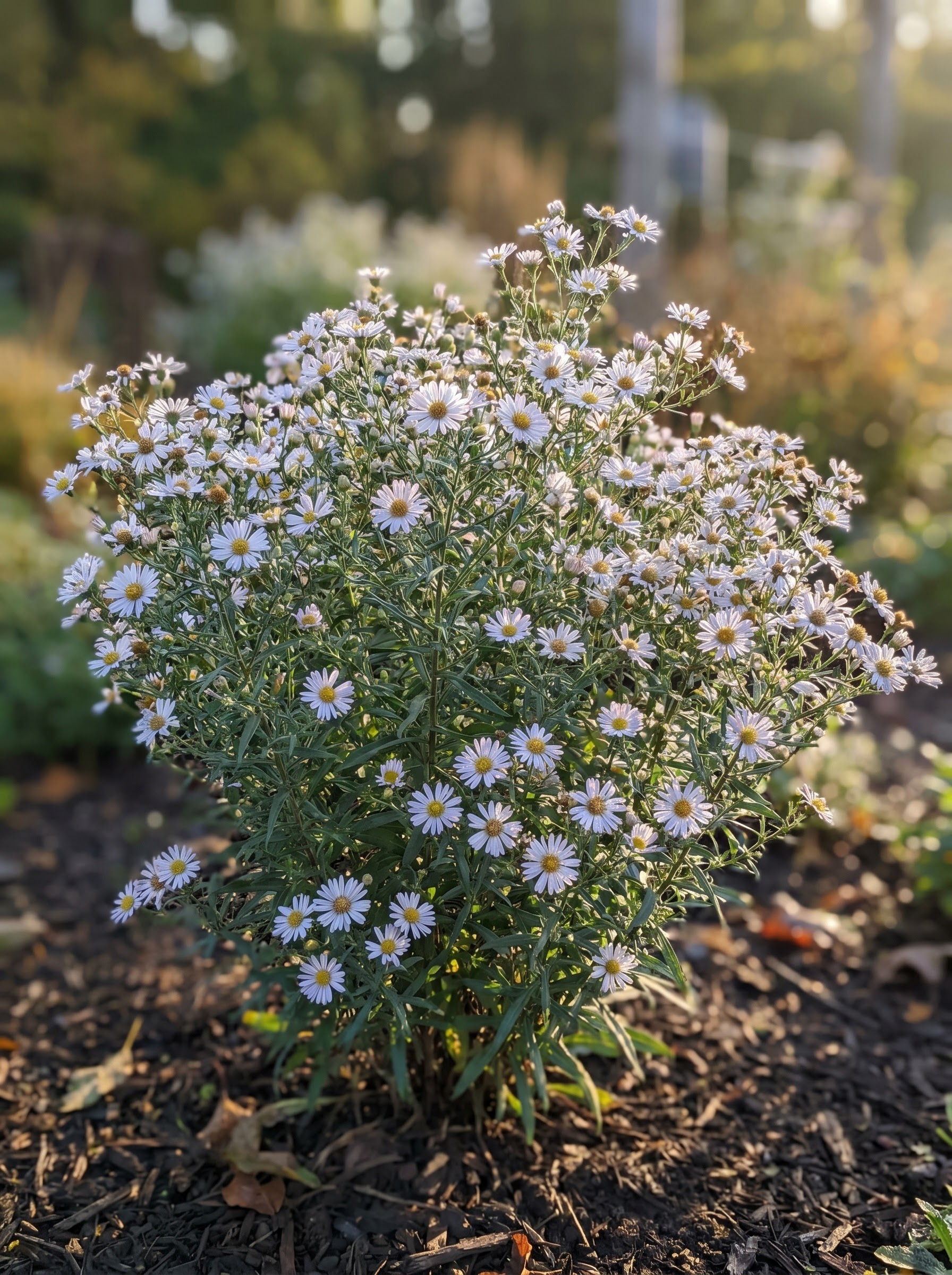 Bushy Boltonia asteroides plant with small white lavender daisy flowers and dewy narrow leaves