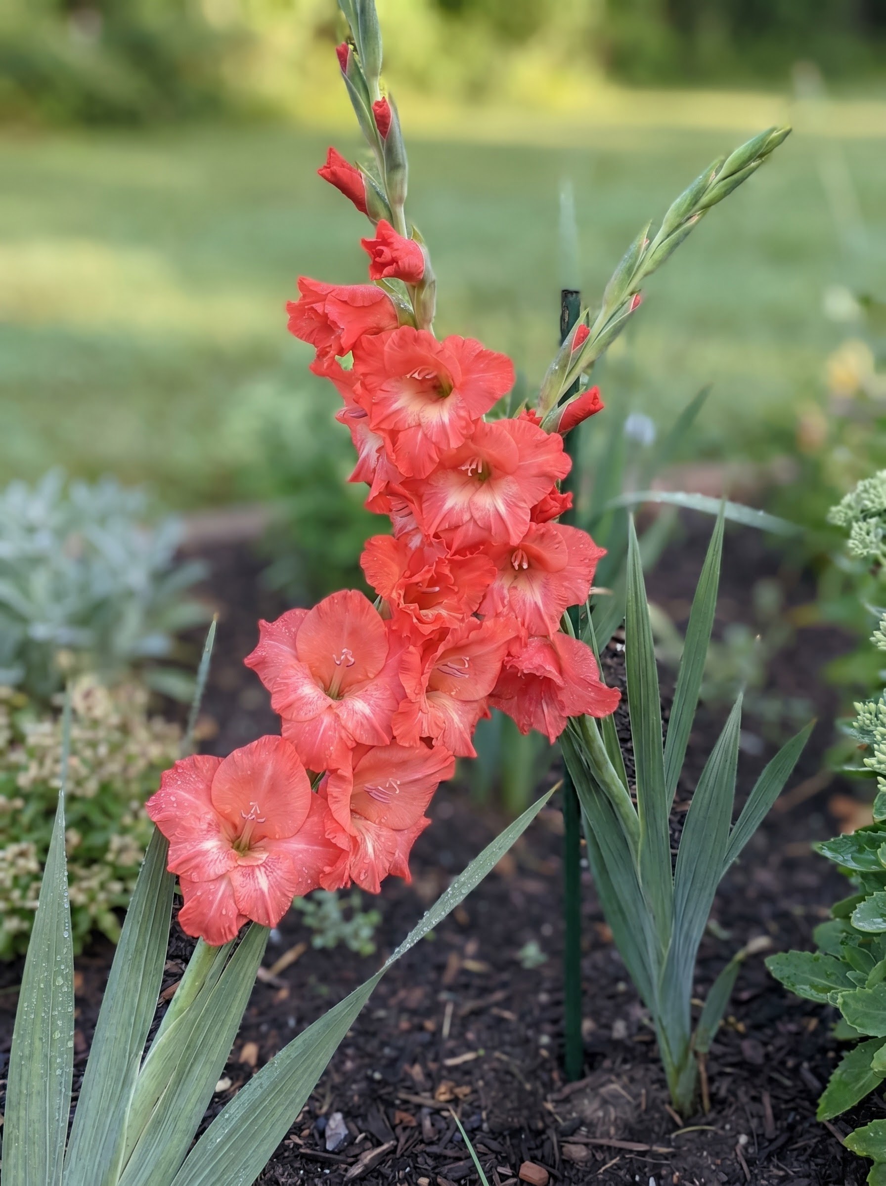 Tall gladiolus flower spike with ruffled coral-red blooms and sword-shaped leaves in a garden.