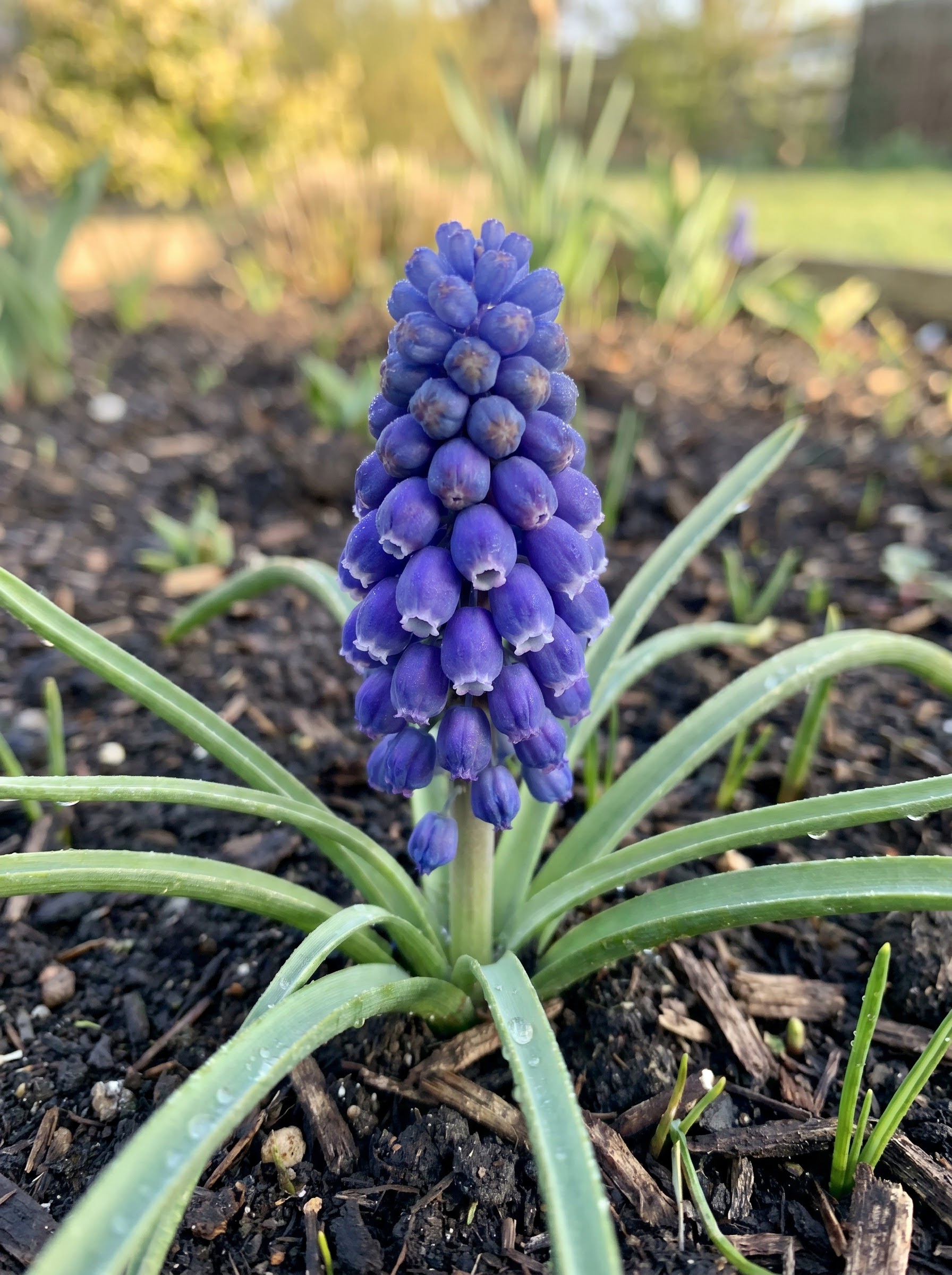 Grape hyacinth spike with tightly clustered deep blue-purple bell-shaped flowers and grassy leaves.