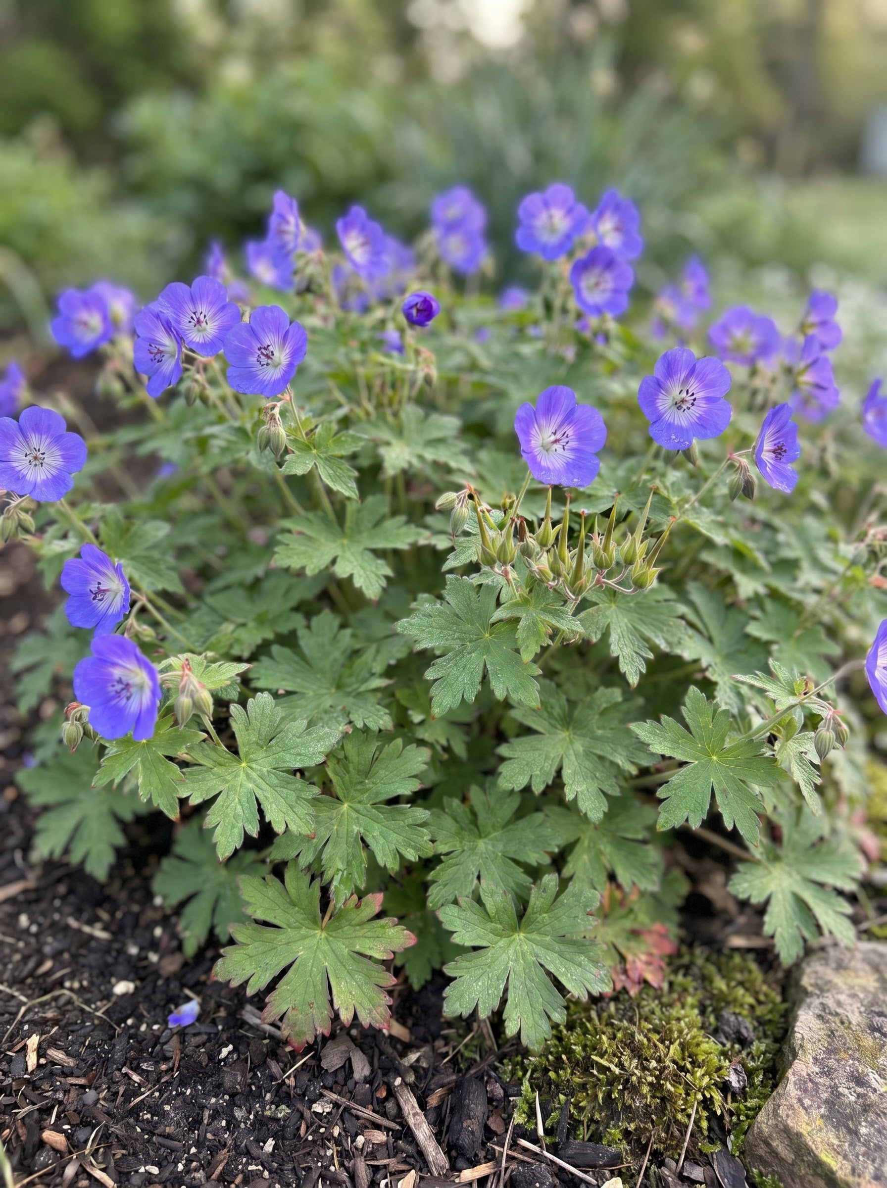 Violet-blue hardy geranium cranesbill flowers with lobed green leaves and dew in a garden mound