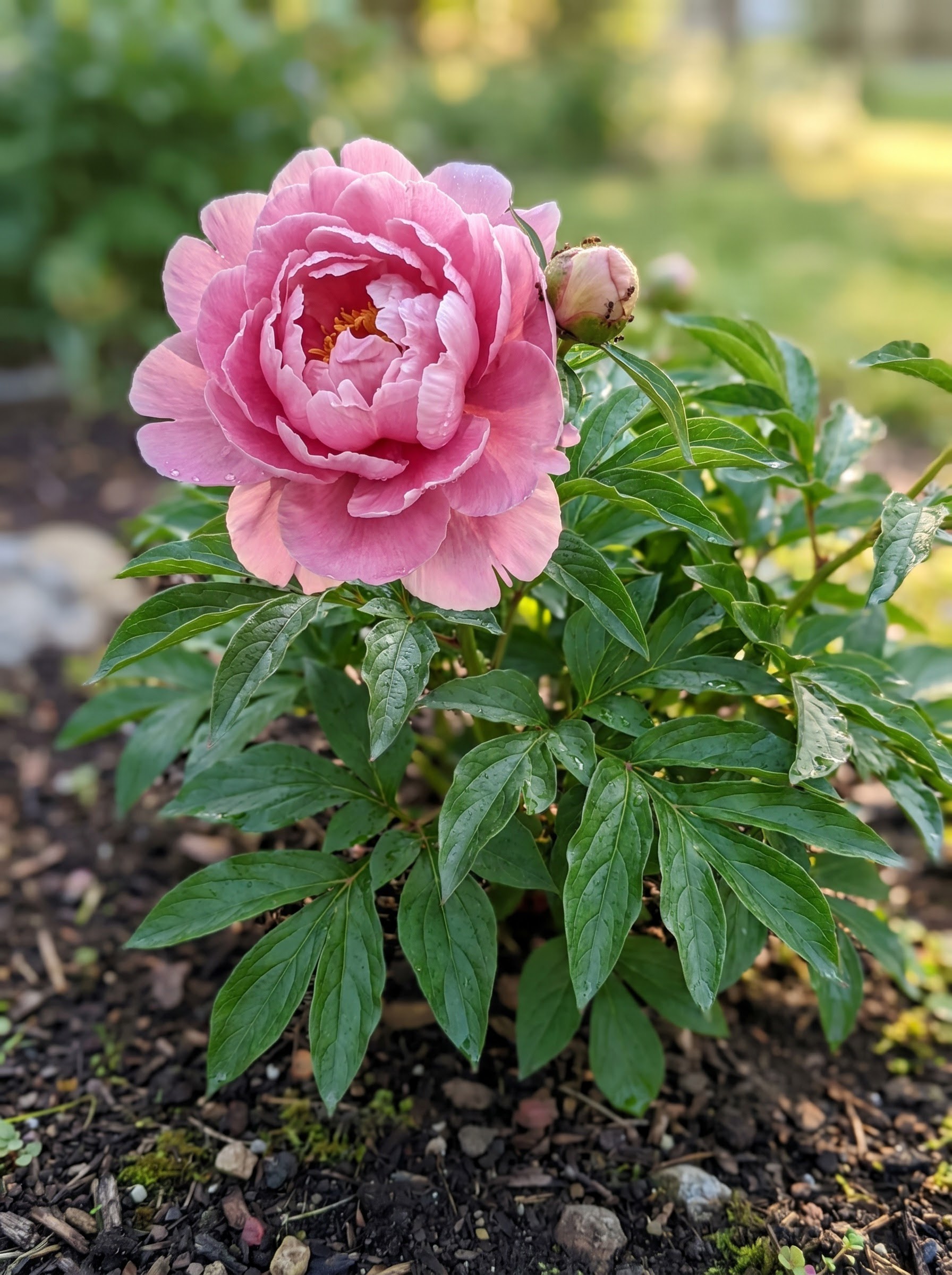 Herbaceous peony plant with a large ruffled pink double bloom and glossy leaves.