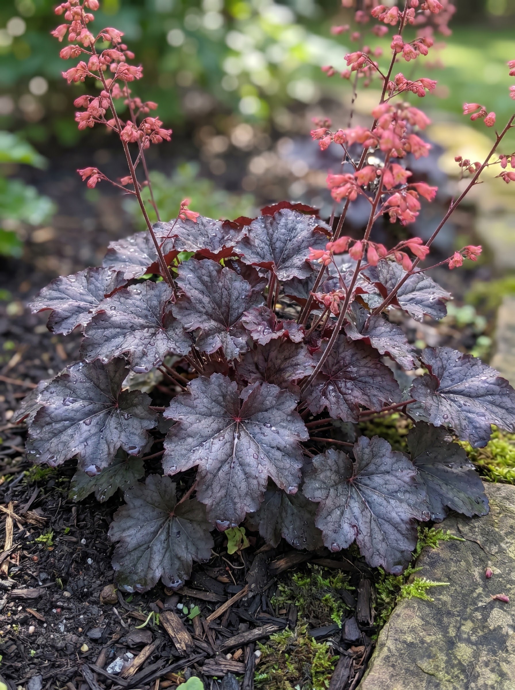 Dark purple heuchera coral bells foliage with silvery veins and airy pink flower stems, dew-covered