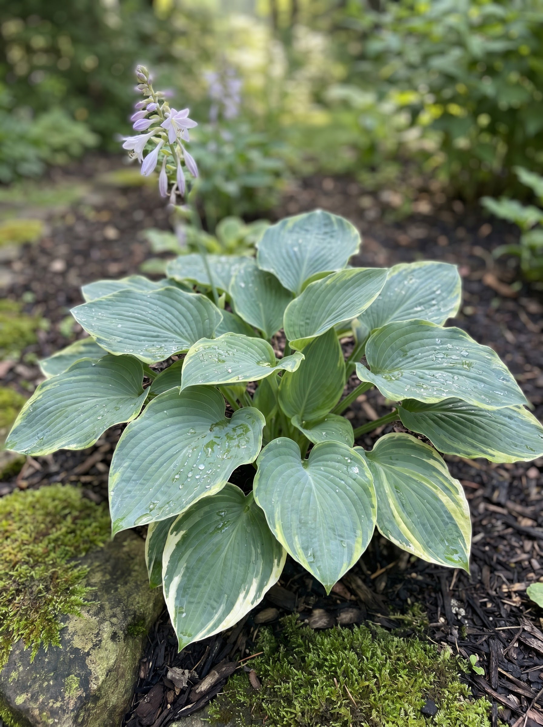 Close-up of a lush blue-green variegated hosta leaf mound with morning dew droplets in a shade garden