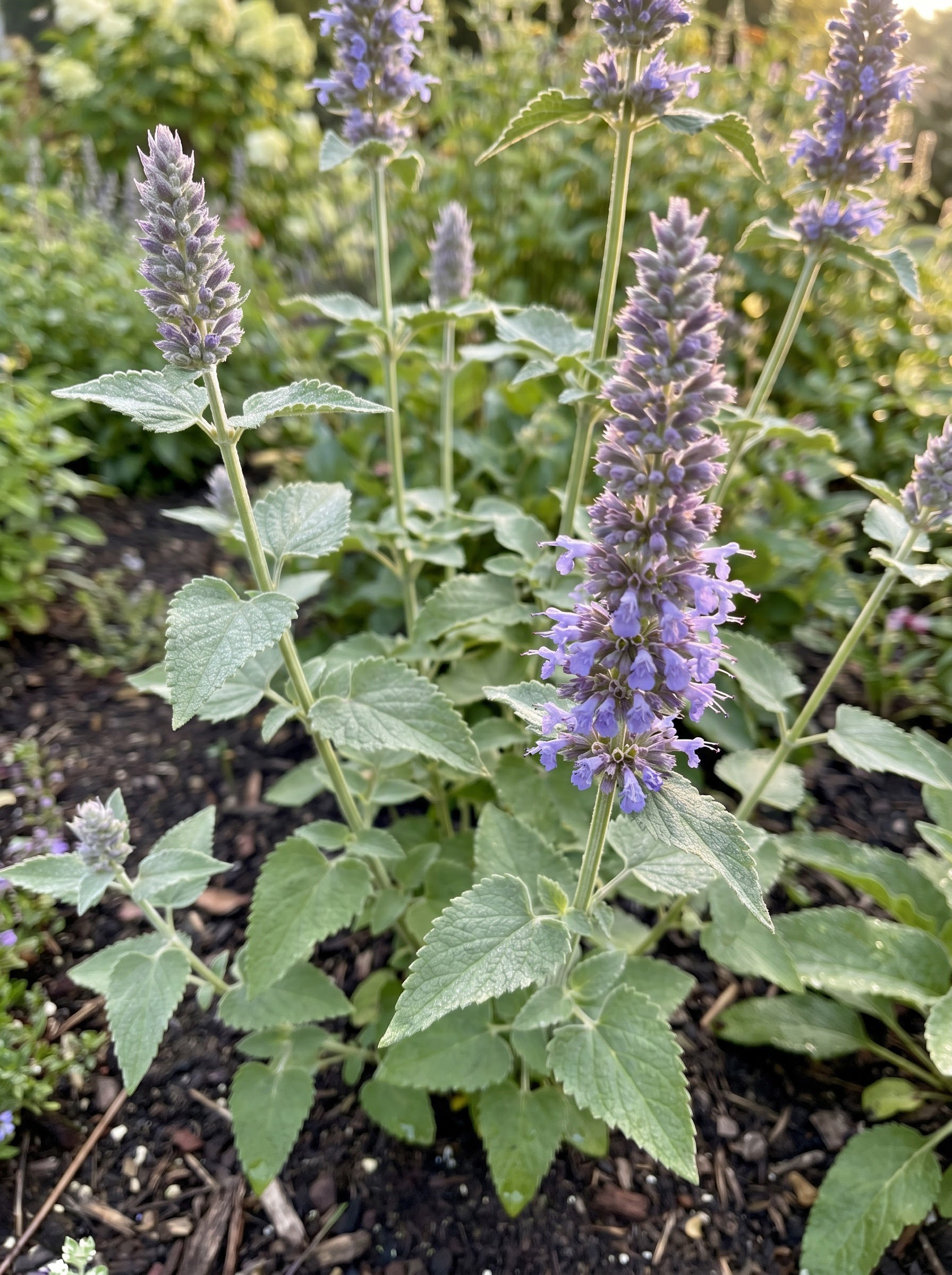 Hyssop plant with lavender-blue bottlebrush flower spikes and aromatic gray-green leaves outdoors.