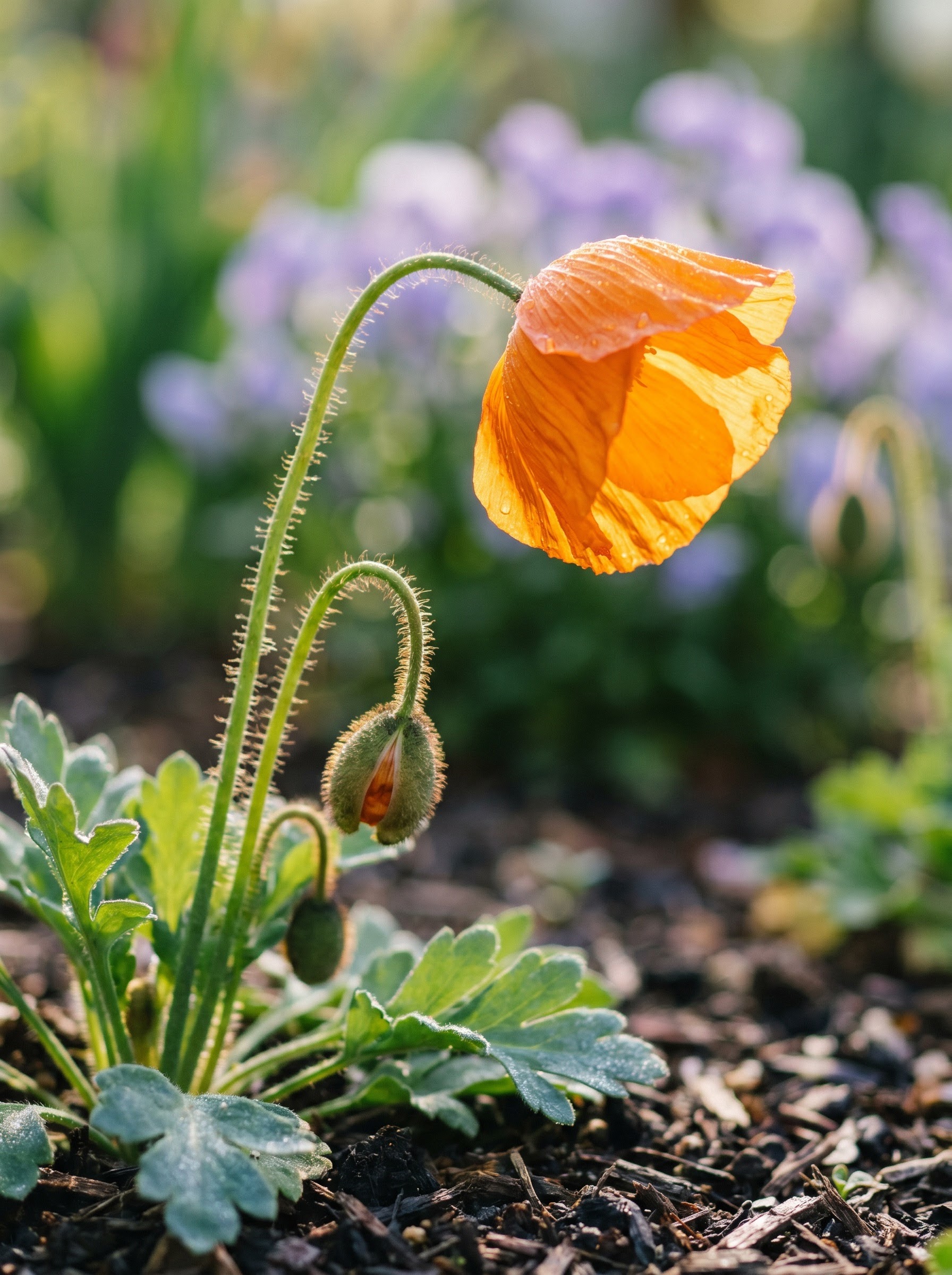 Orange Iceland poppy with papery crinkled petals on a thin wiry stem in sunlight.