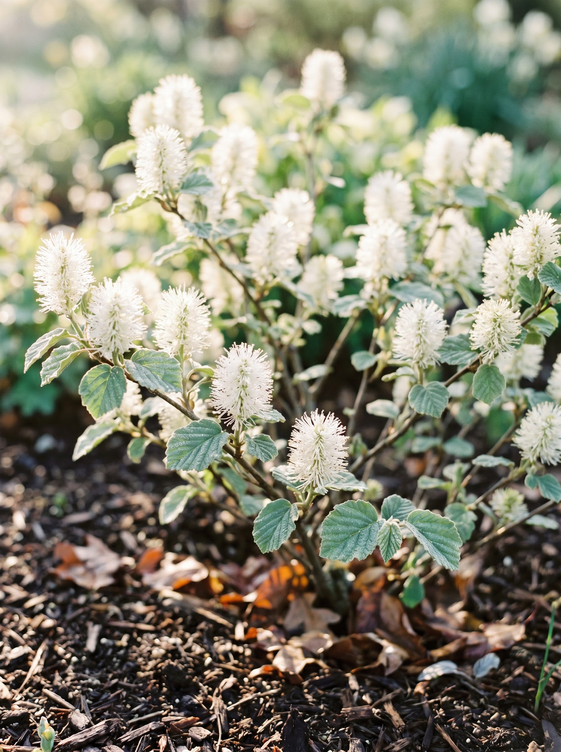 Japanese fothergilla shrub with fluffy white bottlebrush spring flowers and wavy blue-green leaves