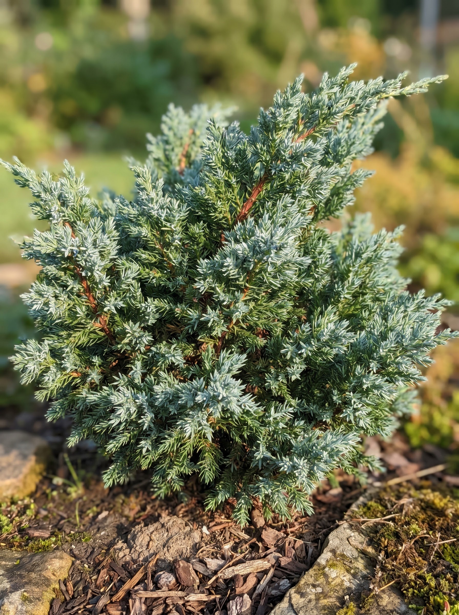 Single blue-green juniper shrub with dense evergreen scale-like foliage in a garden.