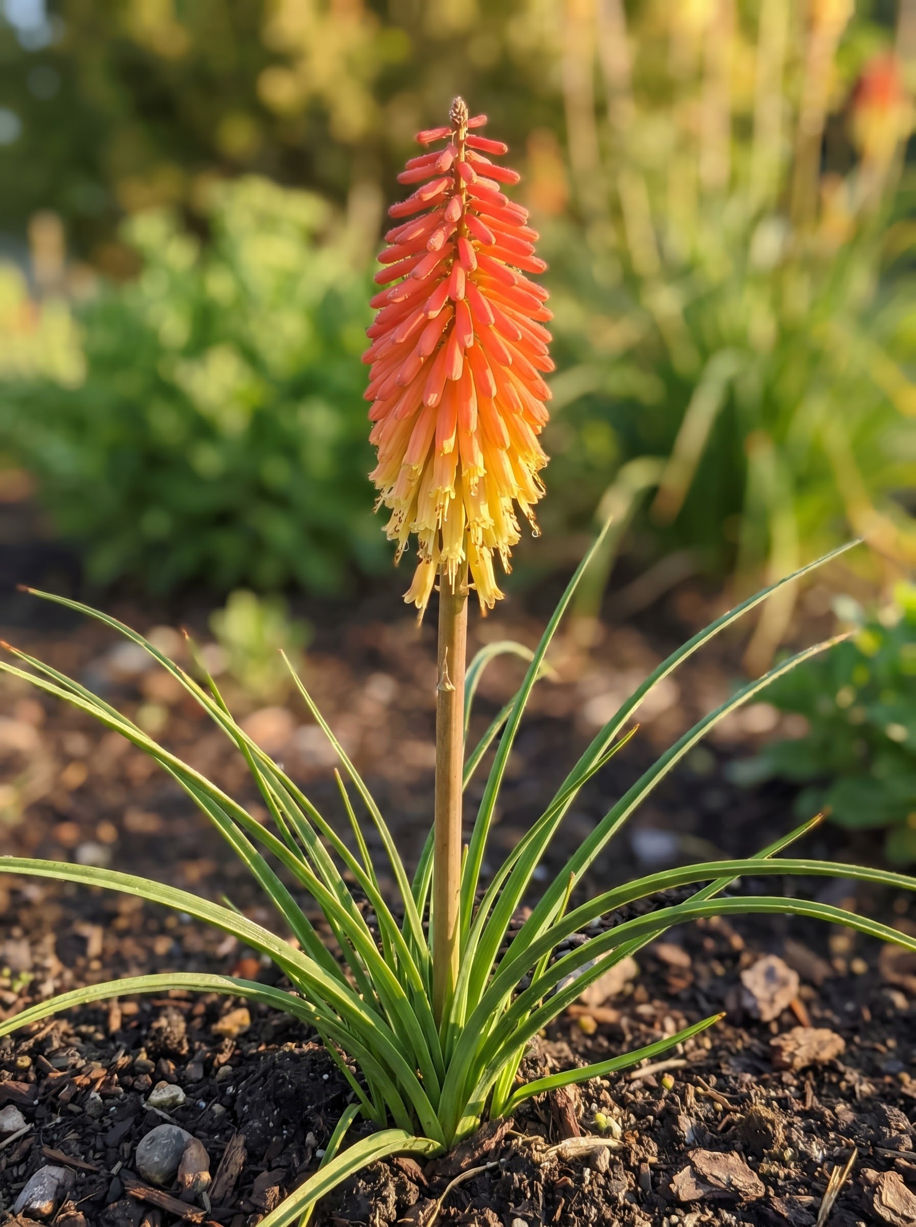 Fiery red-orange-yellow Kniphofia torch flower spike above arching strap-like green leaves.