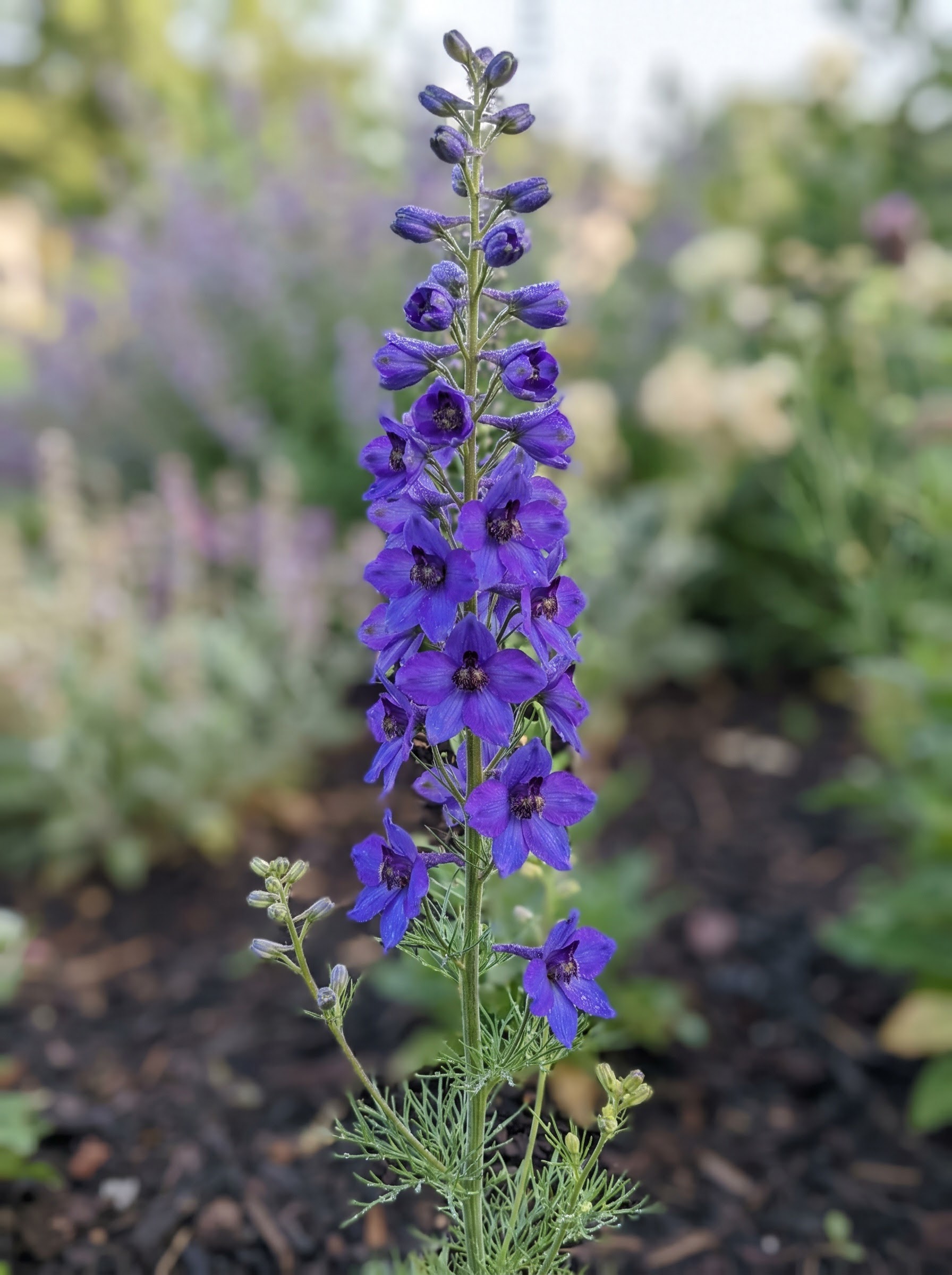 Larkspur flower spike with spurred blue-violet blooms and feathery green foliage.