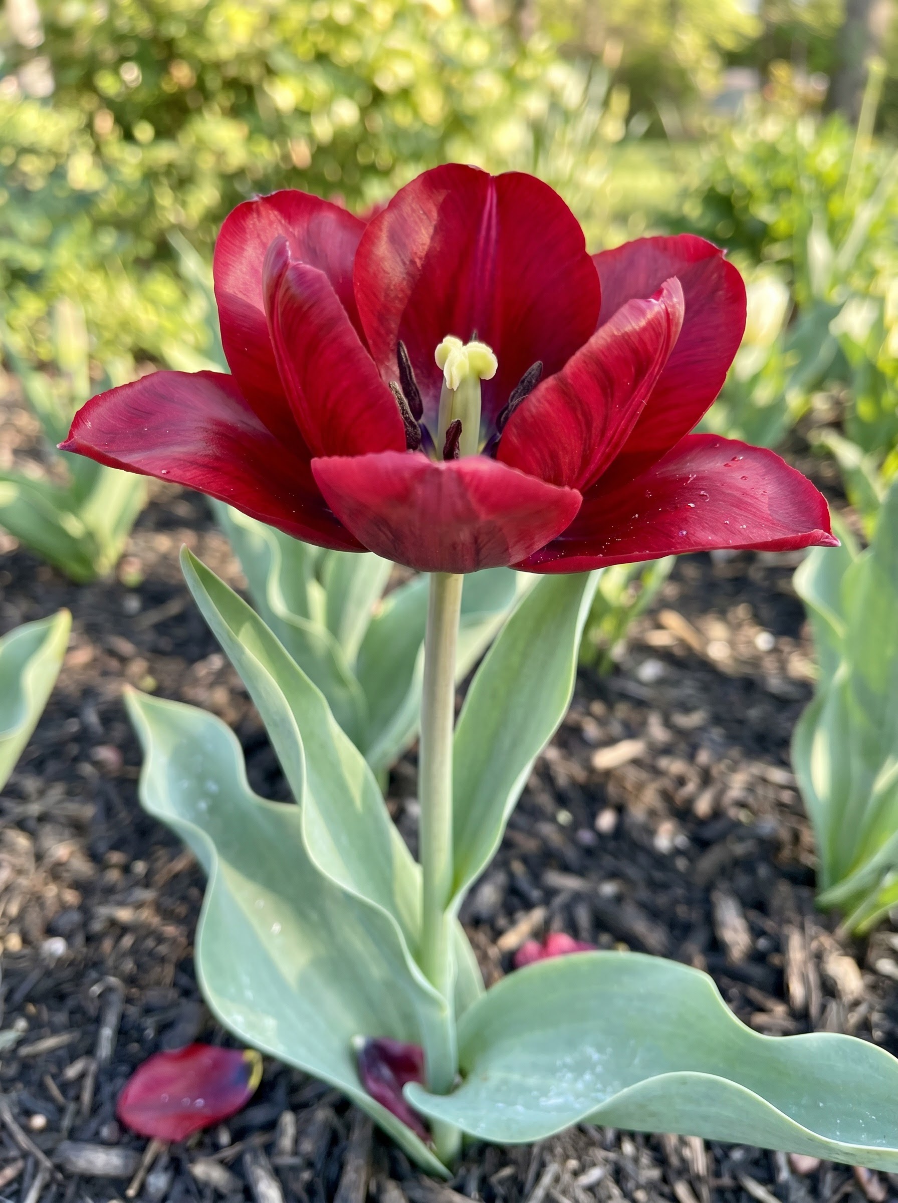 Single vivid late-season tulip bloom with glossy cupped petals and blue-green strap leaves.