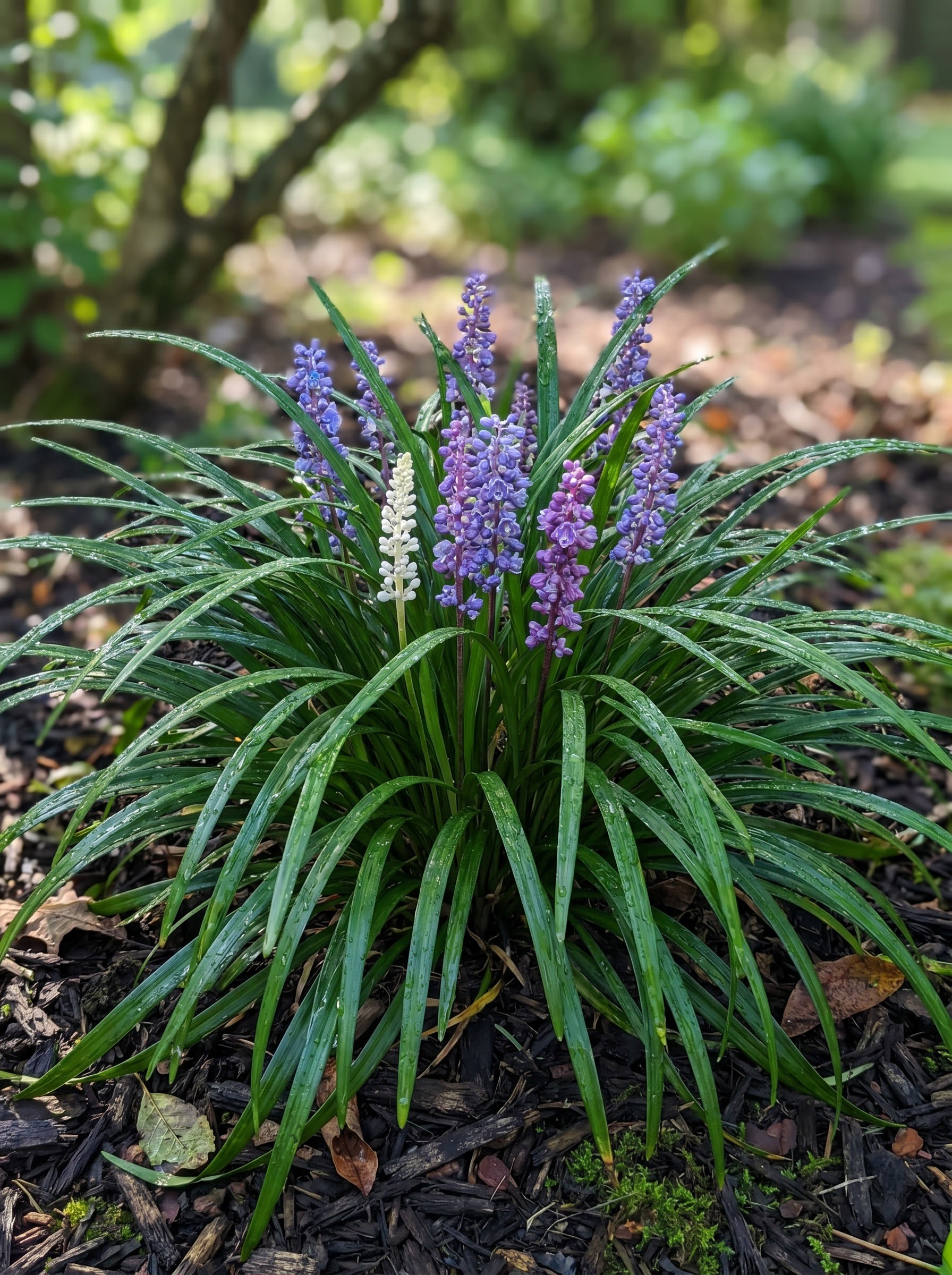 Liriope lilyturf clump with violet-blue flower spikes and glossy grass-like evergreen leaves, dew-covered