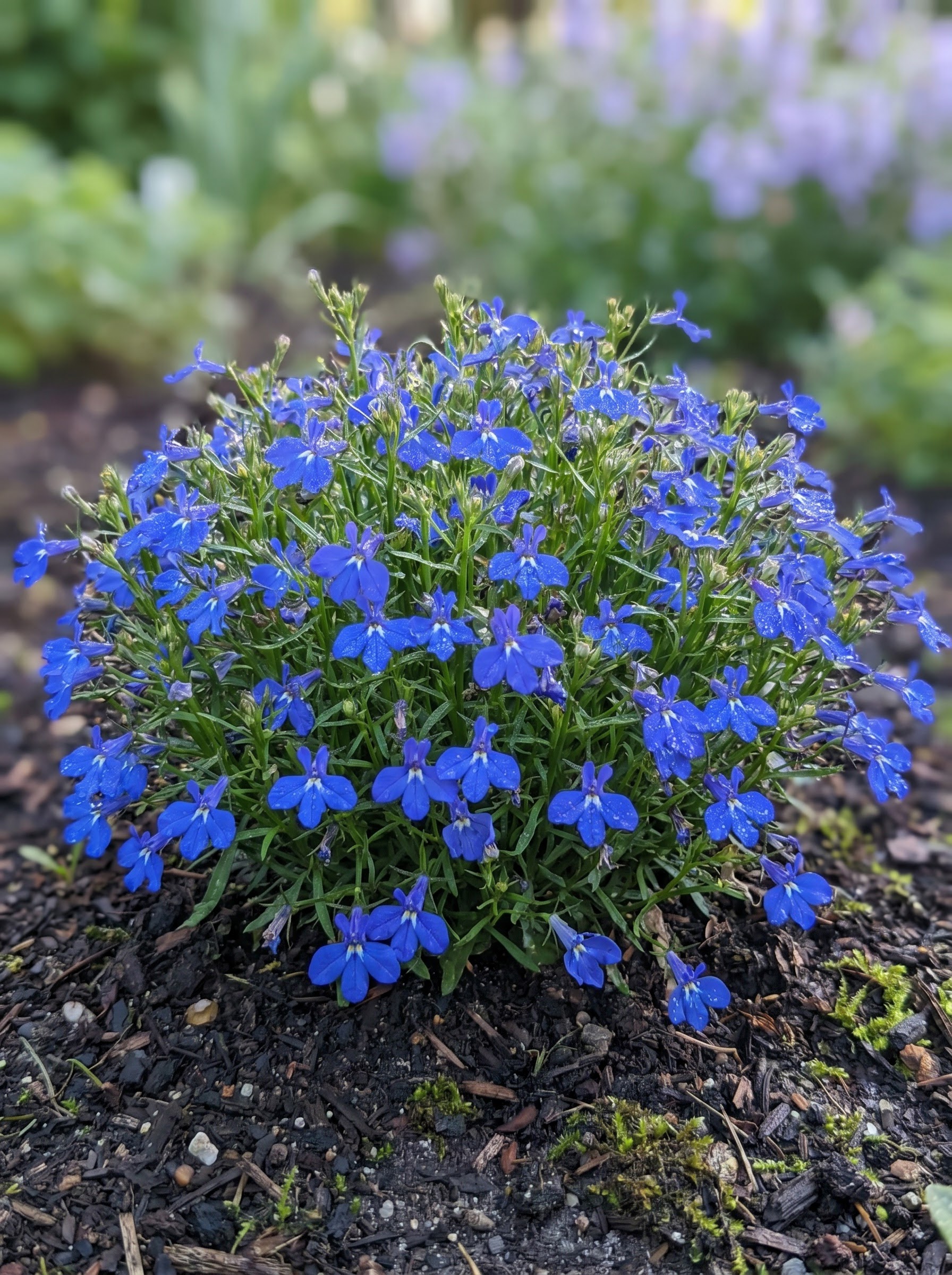 Lobelia plant with tiny bright blue flowers on trailing stems, dew-covered in a garden bed.