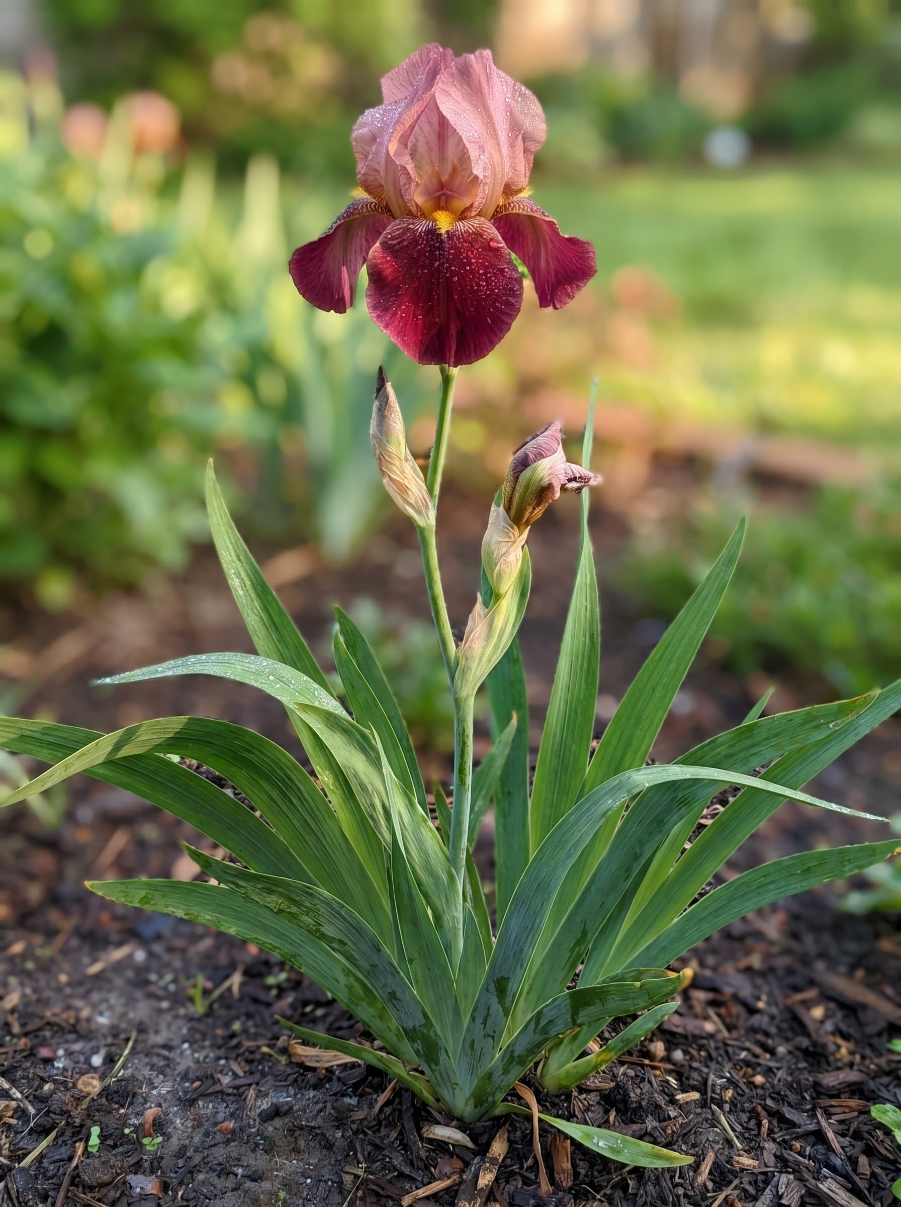 Louisiana iris with deep wine-red orchid-like bloom and tall sword-shaped green leaves.