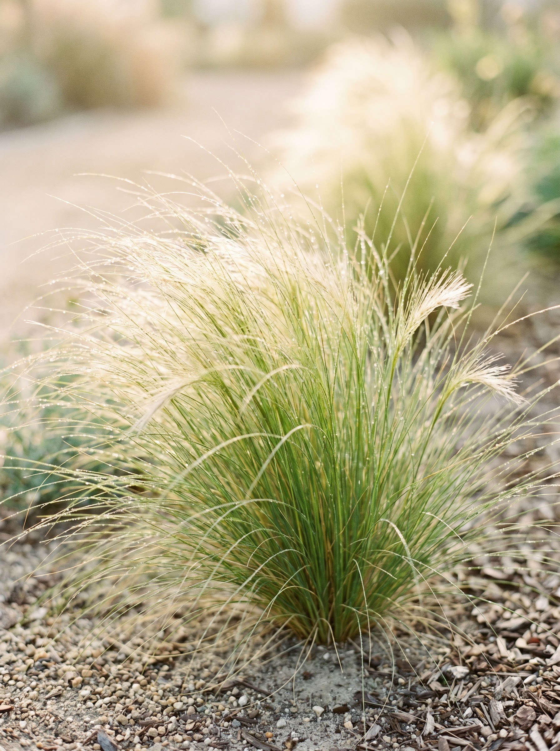 Wispy Mexican feather grass clump with fine golden-green blades catching backlit dew