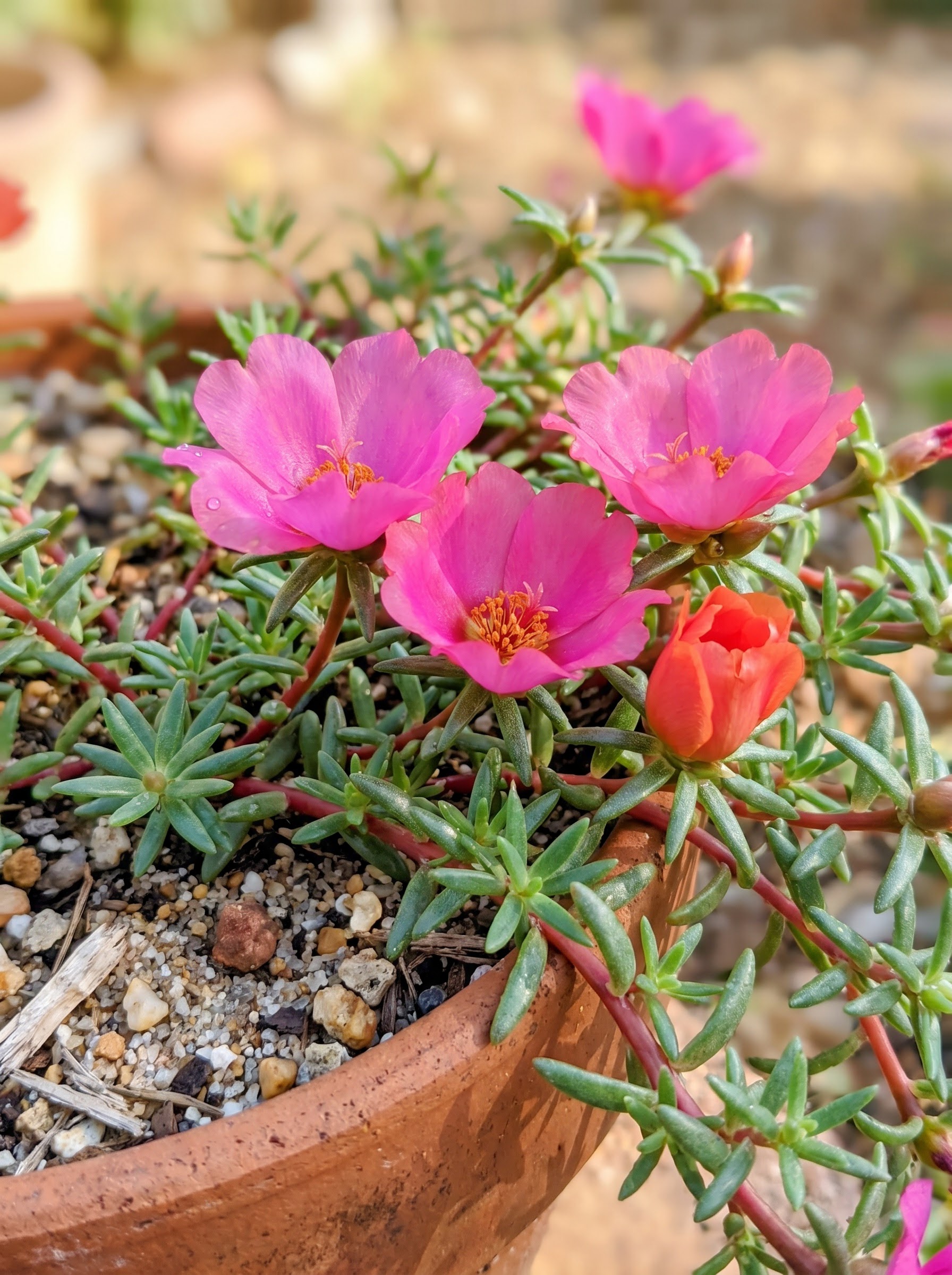 Moss rose plant with vivid pink flowers and succulent trailing blue-green foliage.