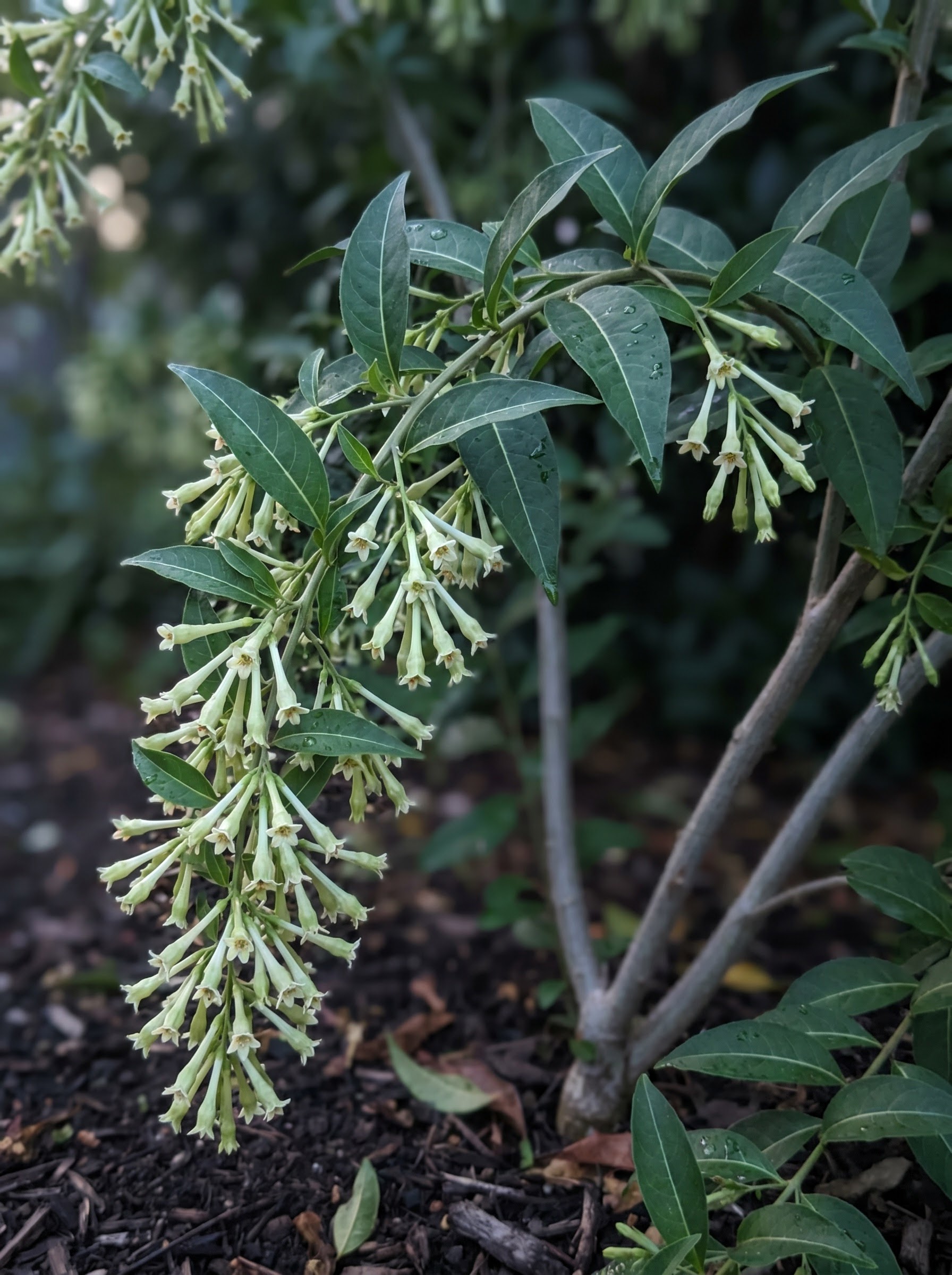 Night-blooming jasmine branch with clusters of small tubular greenish-white flowers and glossy lance-shaped leaves