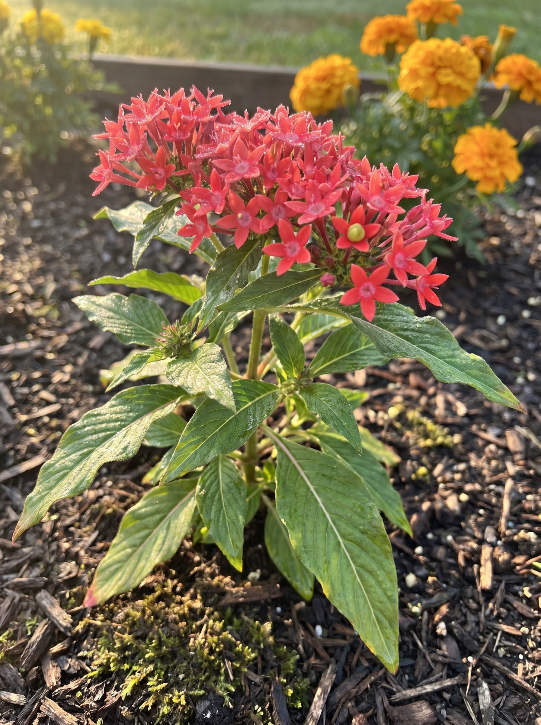 Clustered coral-red star-shaped pentas flowers with dew on lance-shaped green leaves outdoors