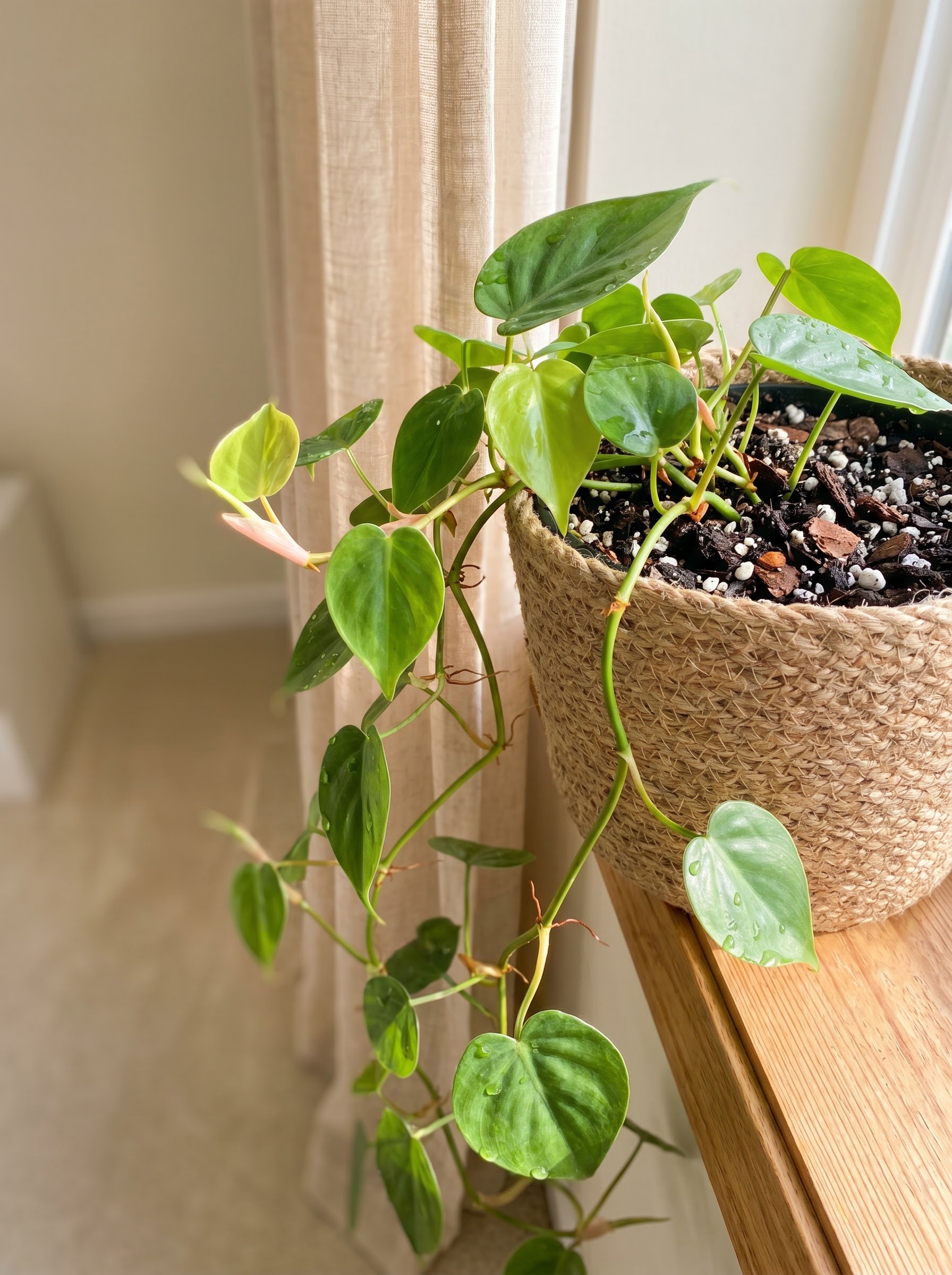 Trailing philodendron with glossy heart-shaped leaves cascading from a basket indoors