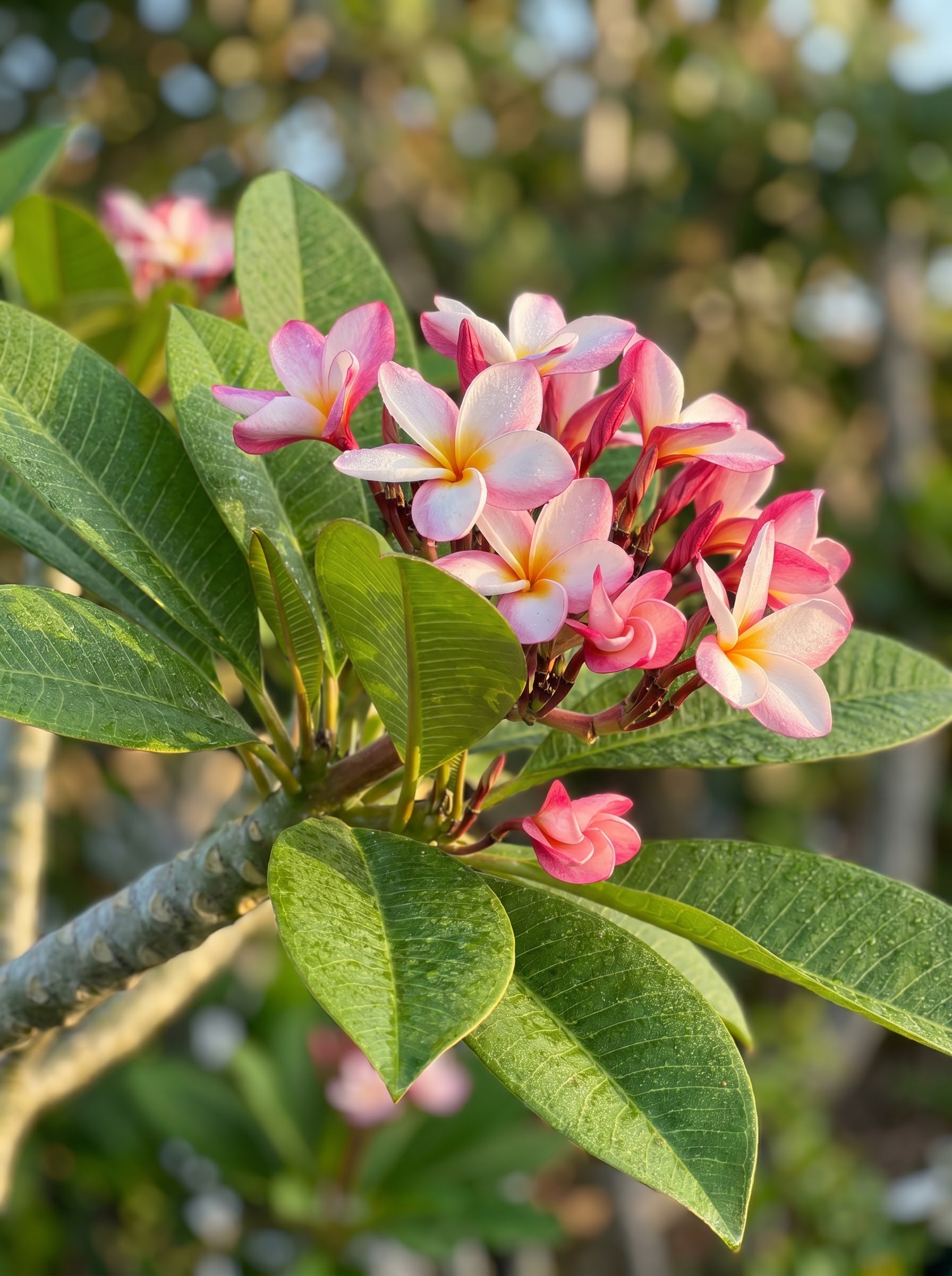 Plumeria flower cluster with pink-tipped white waxy petals and glossy paddle-shaped leaves on a branch