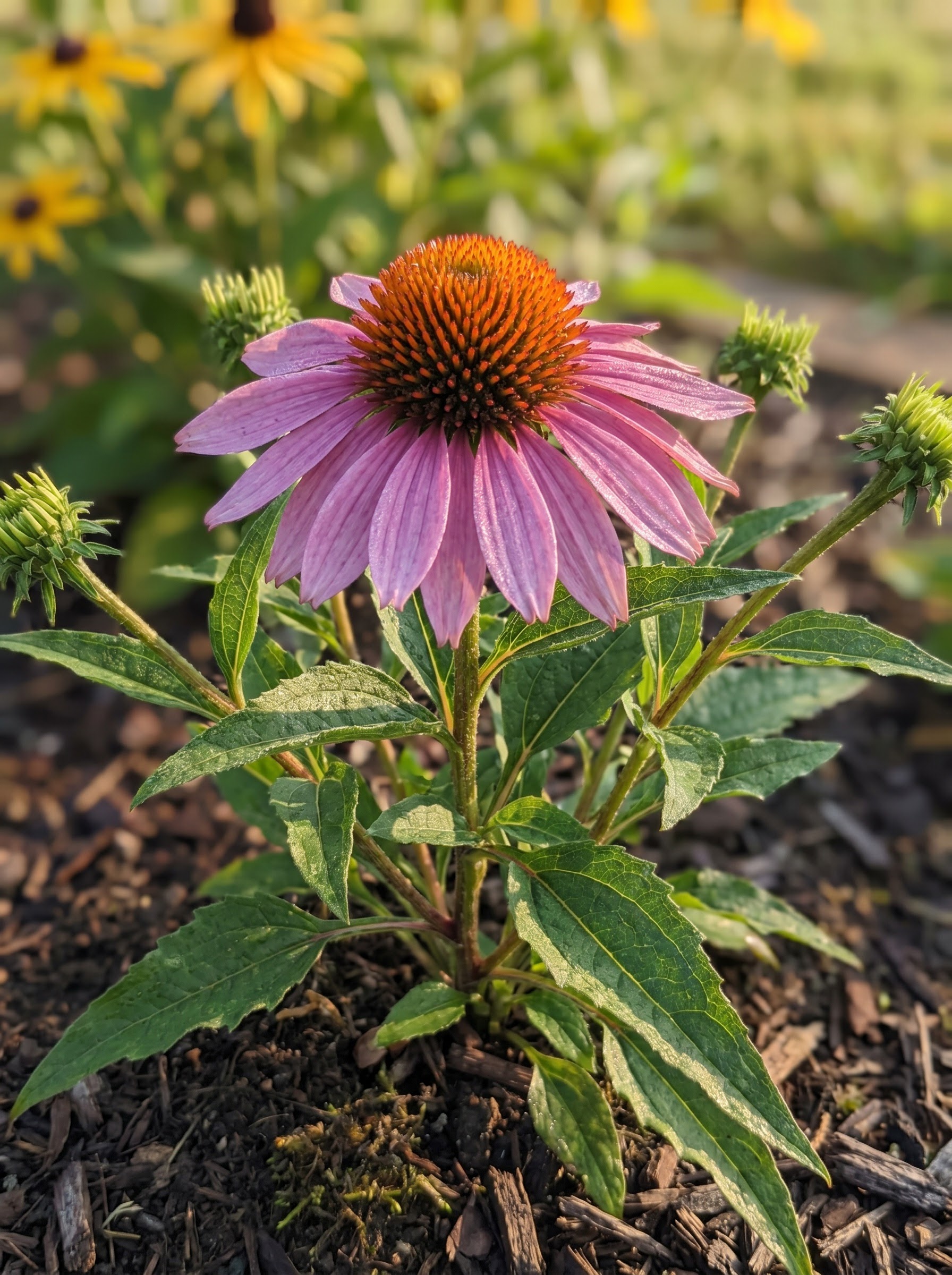Purple coneflower with drooping mauve-pink petals and a spiky orange-brown center cone.