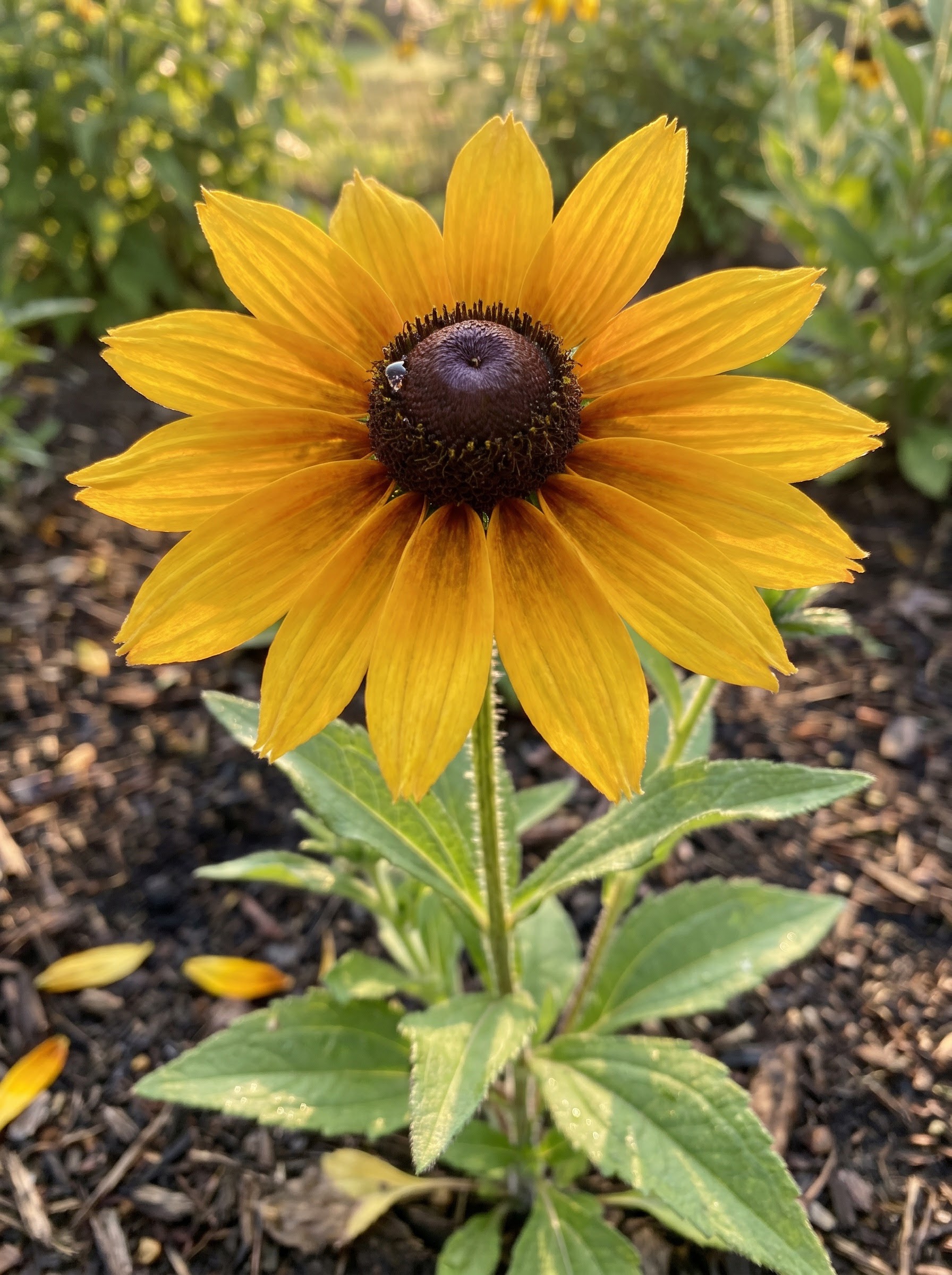 Golden-yellow Rudbeckia daisy flower with dark brown center disc and lance-shaped green leaves.