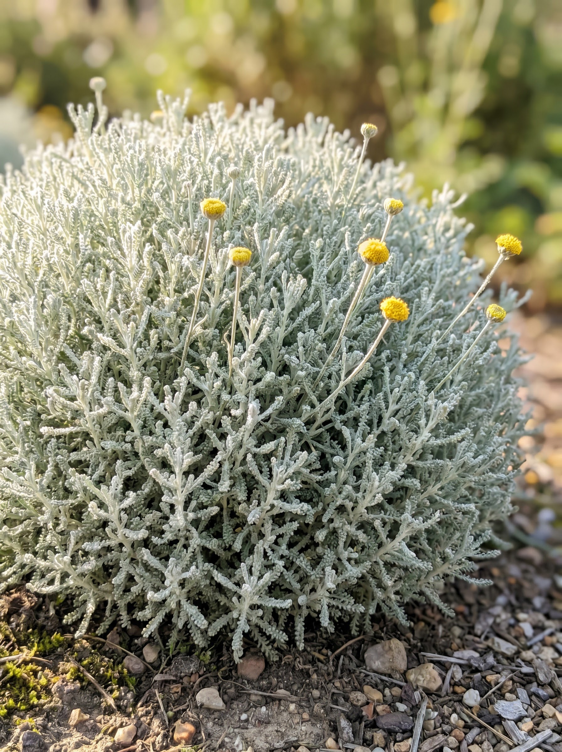 Silvery santolina mound with woolly foliage and small round yellow button flowers