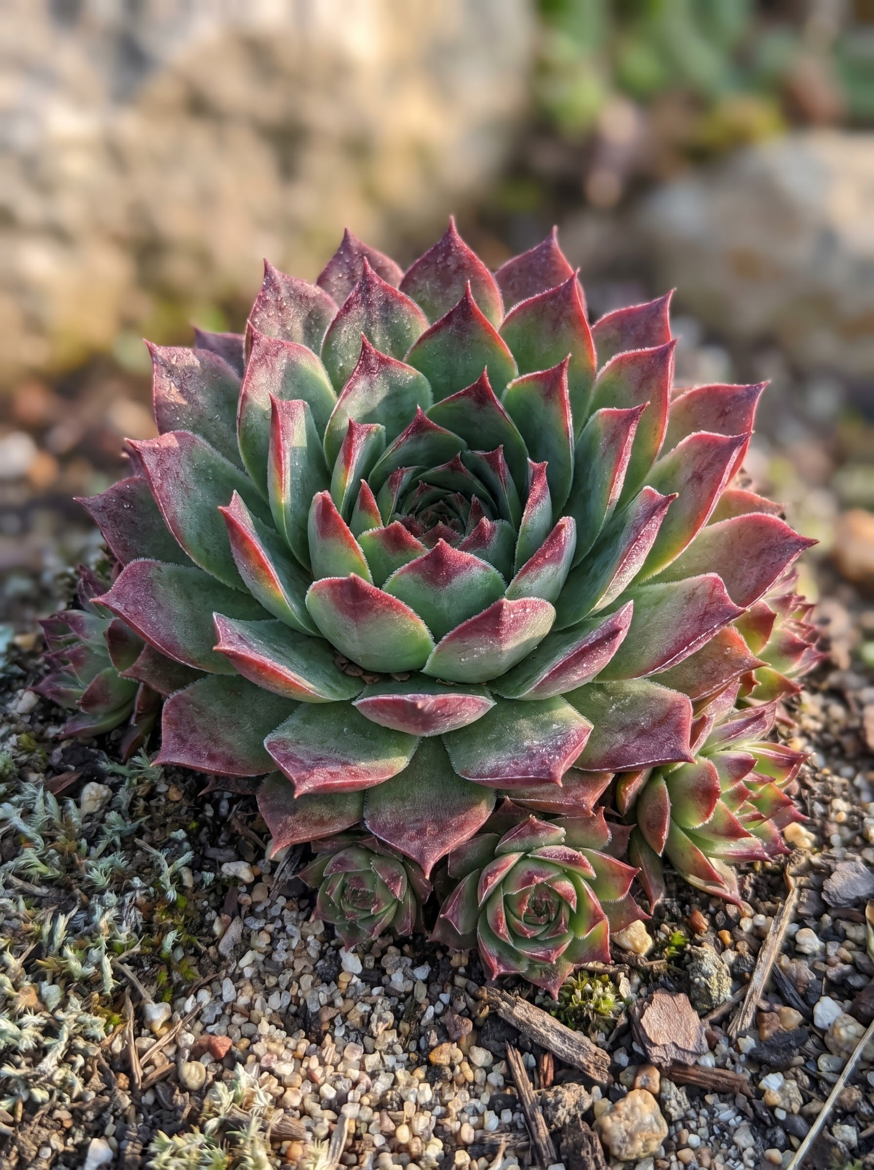 Wine-red and green Sempervivum hens-and-chicks succulent rosette with small offset rosettes