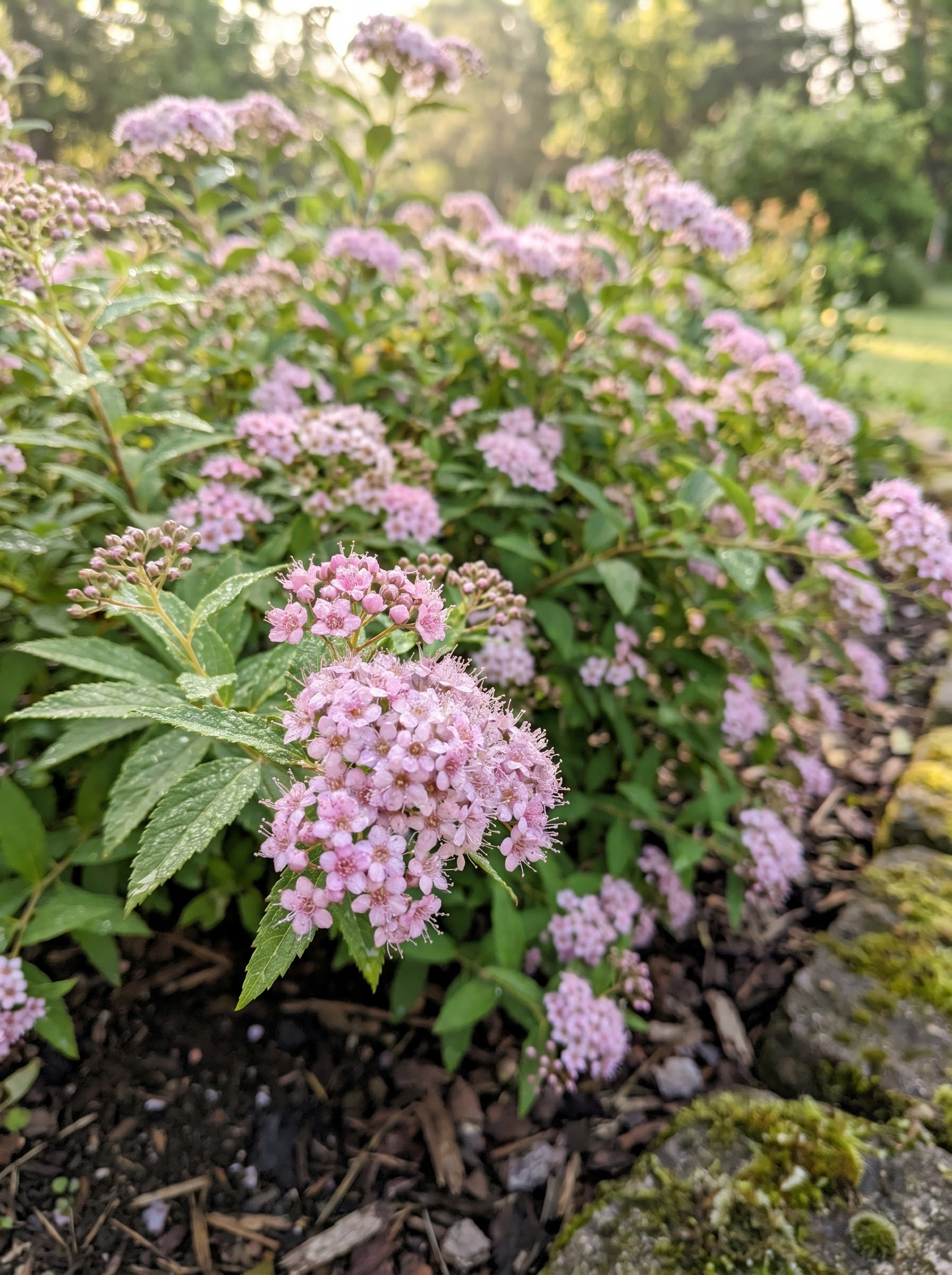 Spirea shrub covered in flat clusters of tiny pink flowers with serrated green leaves, dew-dropped.