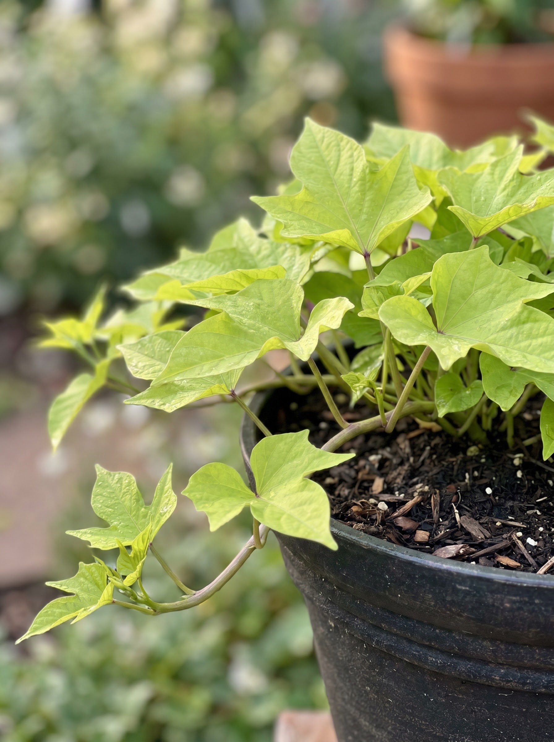 Chartreuse sweet potato vine with lobed leaves trailing over a garden container edge