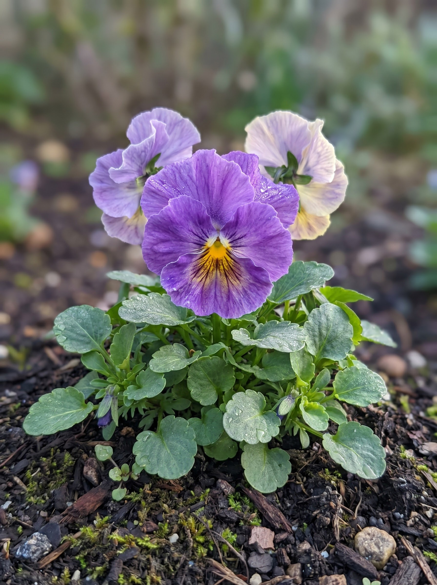 Purple and yellow pansy flower with velvety petals above a low mound of green foliage.
