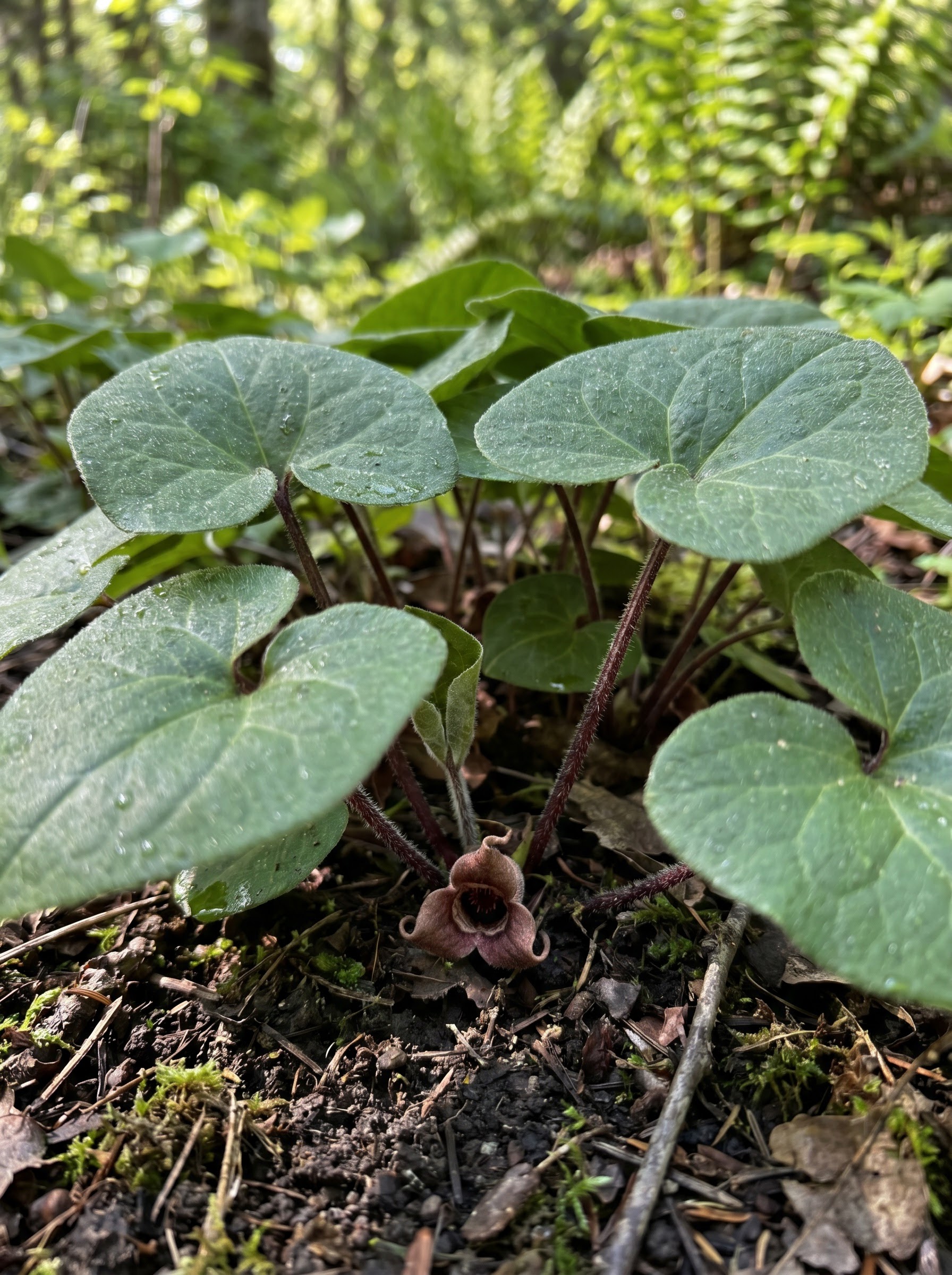 Heart-shaped wild ginger leaves with dew, low woodland groundcover, hidden maroon flower at base.