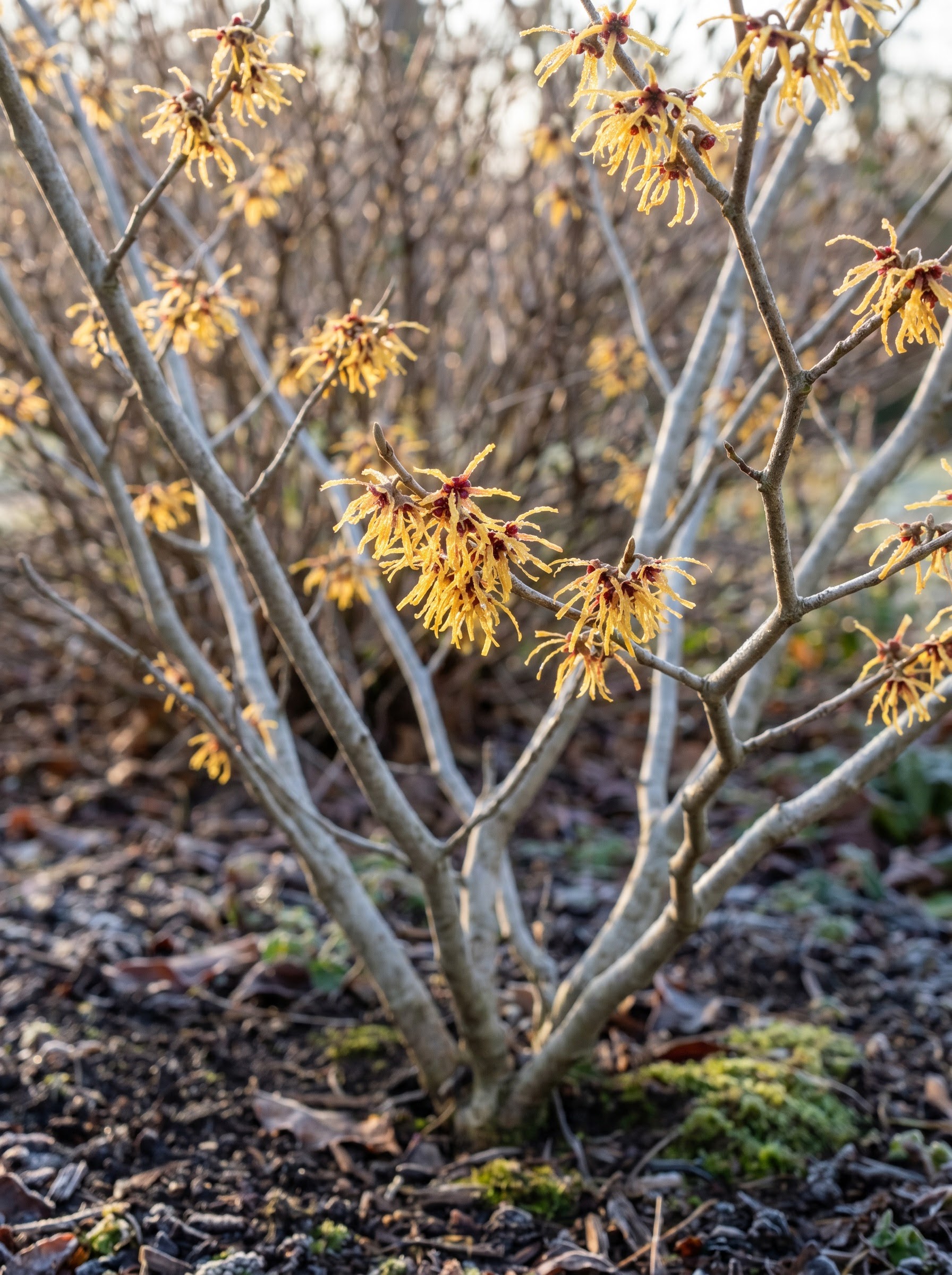 Spidery golden-yellow witch hazel flowers with crinkled ribbon petals on bare winter branches