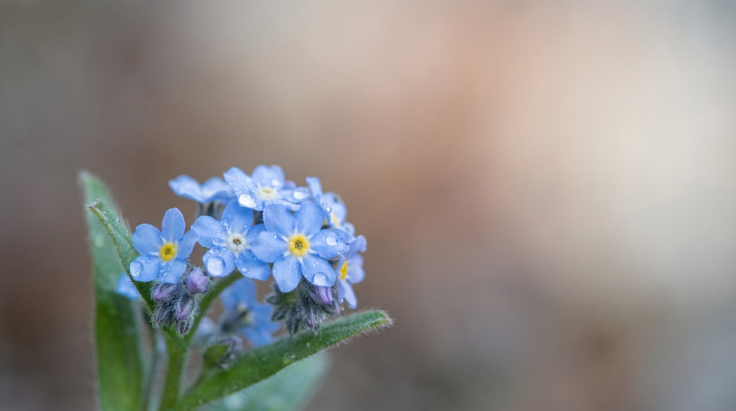 a small cluster of blue forget-me-not flowers close up