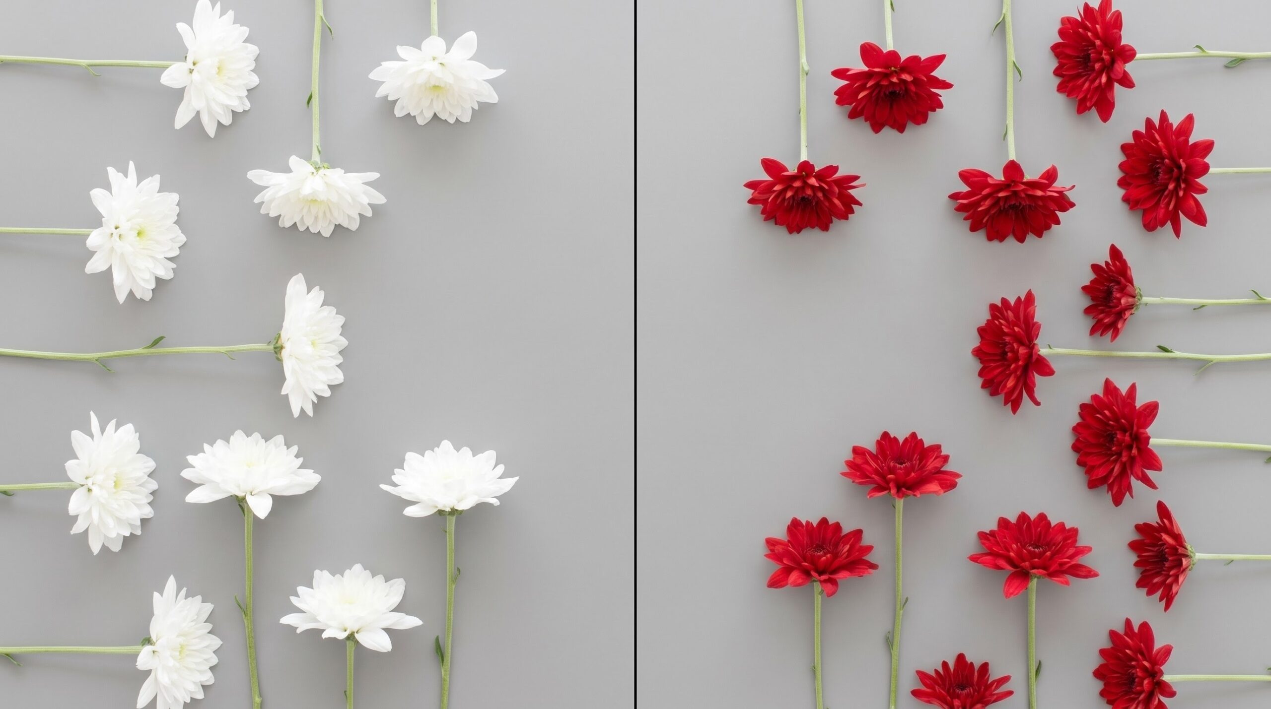 White flowers on one side and red flowers on the other in direct contrast