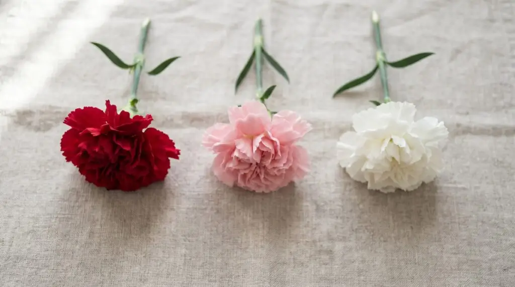 What is the official flower of Mother’s Day? The carnation color code, honestly explained