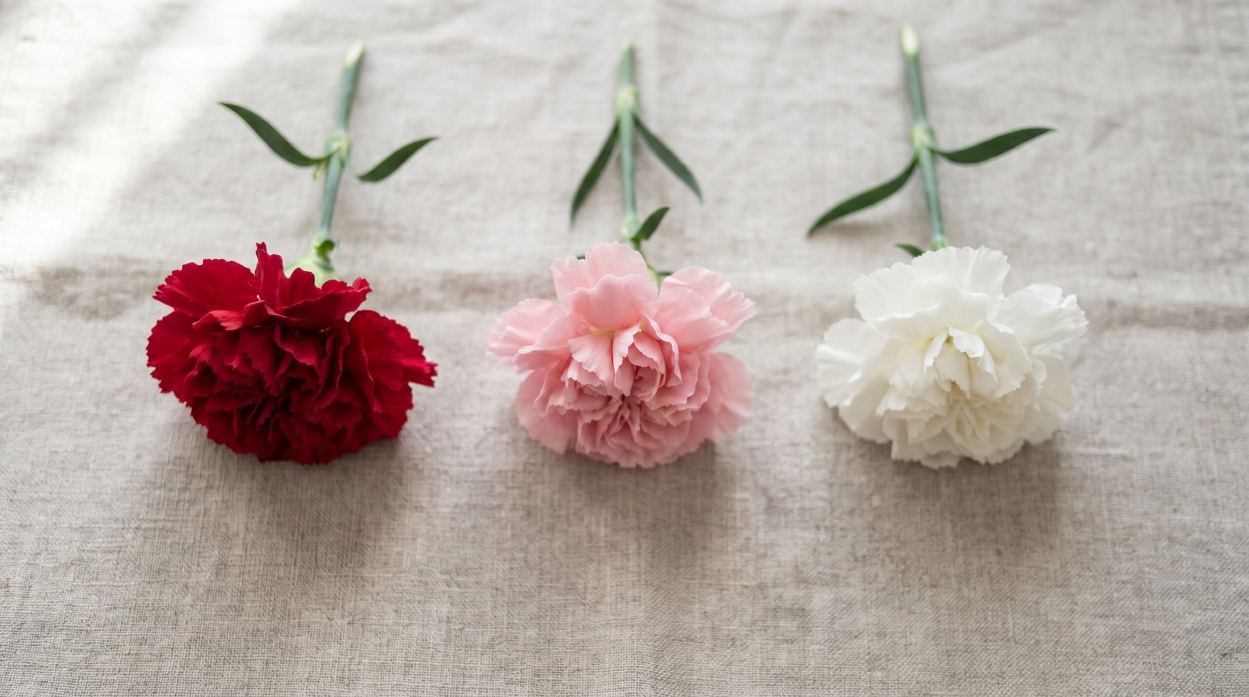 red, pink, and white carnations arranged side by side