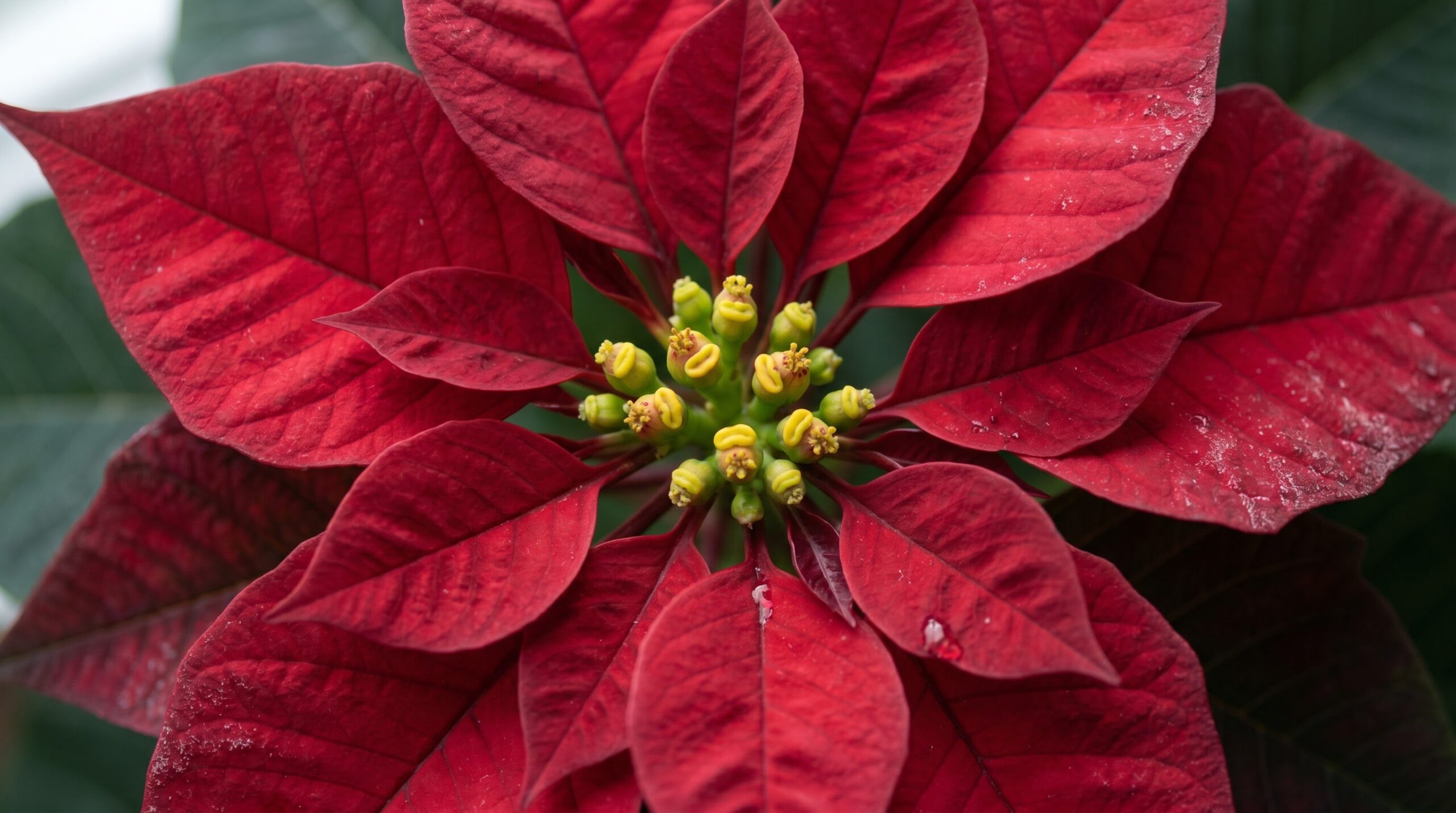macro view of red poinsettia bracts and yellow cyathia