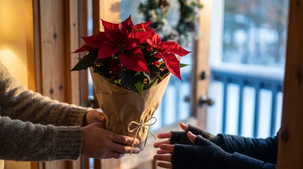 Poinsettia as a Christmas gift: what 22,793 poison control calls found