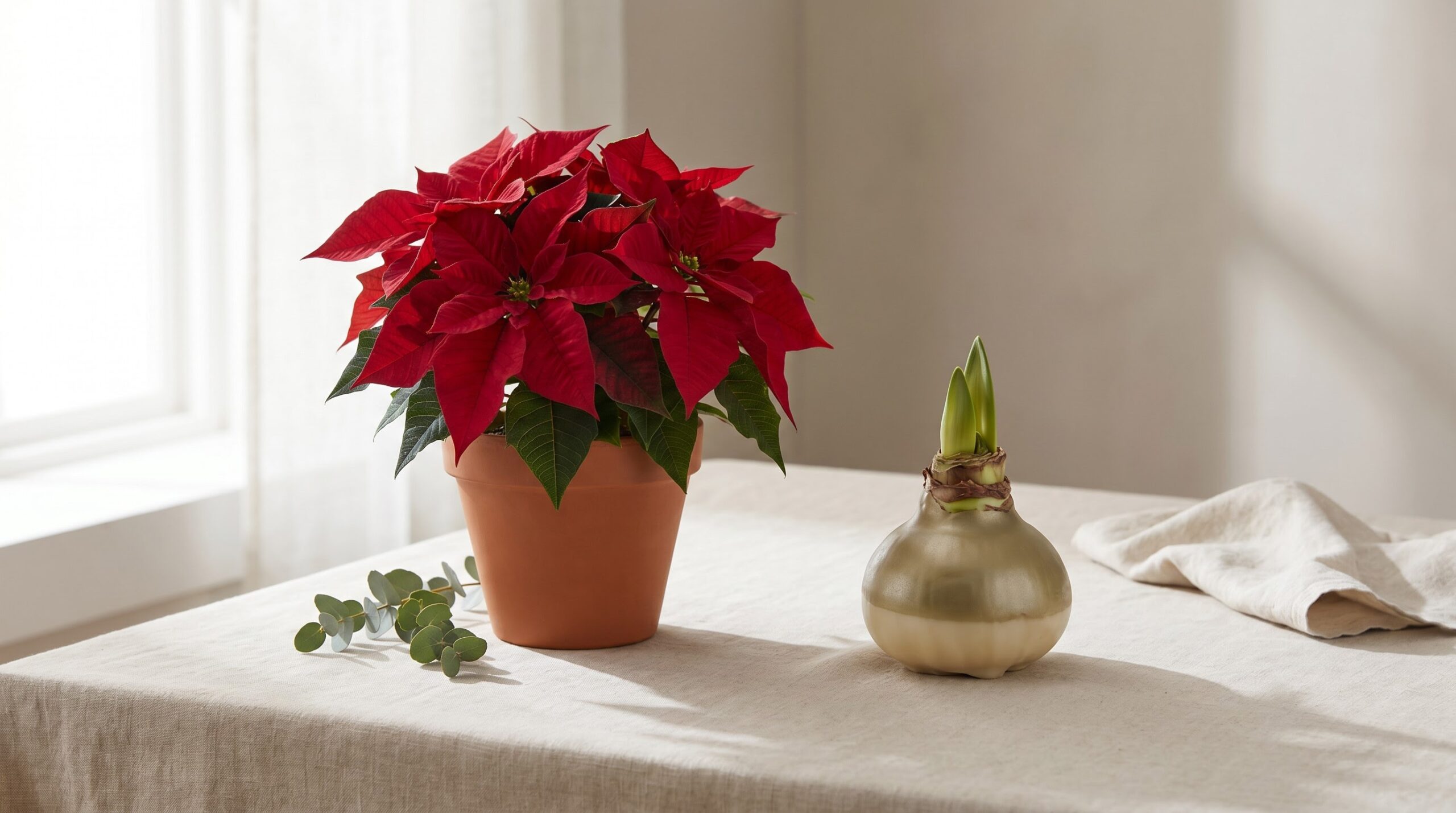 potted poinsettia beside a waxed amaryllis bulb on a table