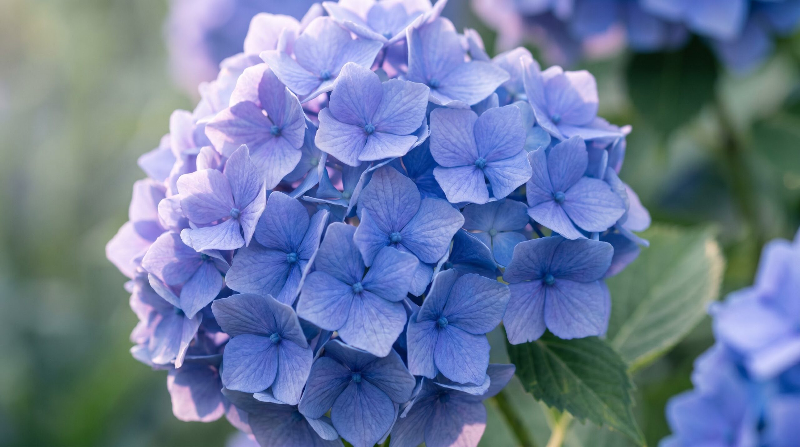 close up of a full blue hydrangea bloom in soft morning light